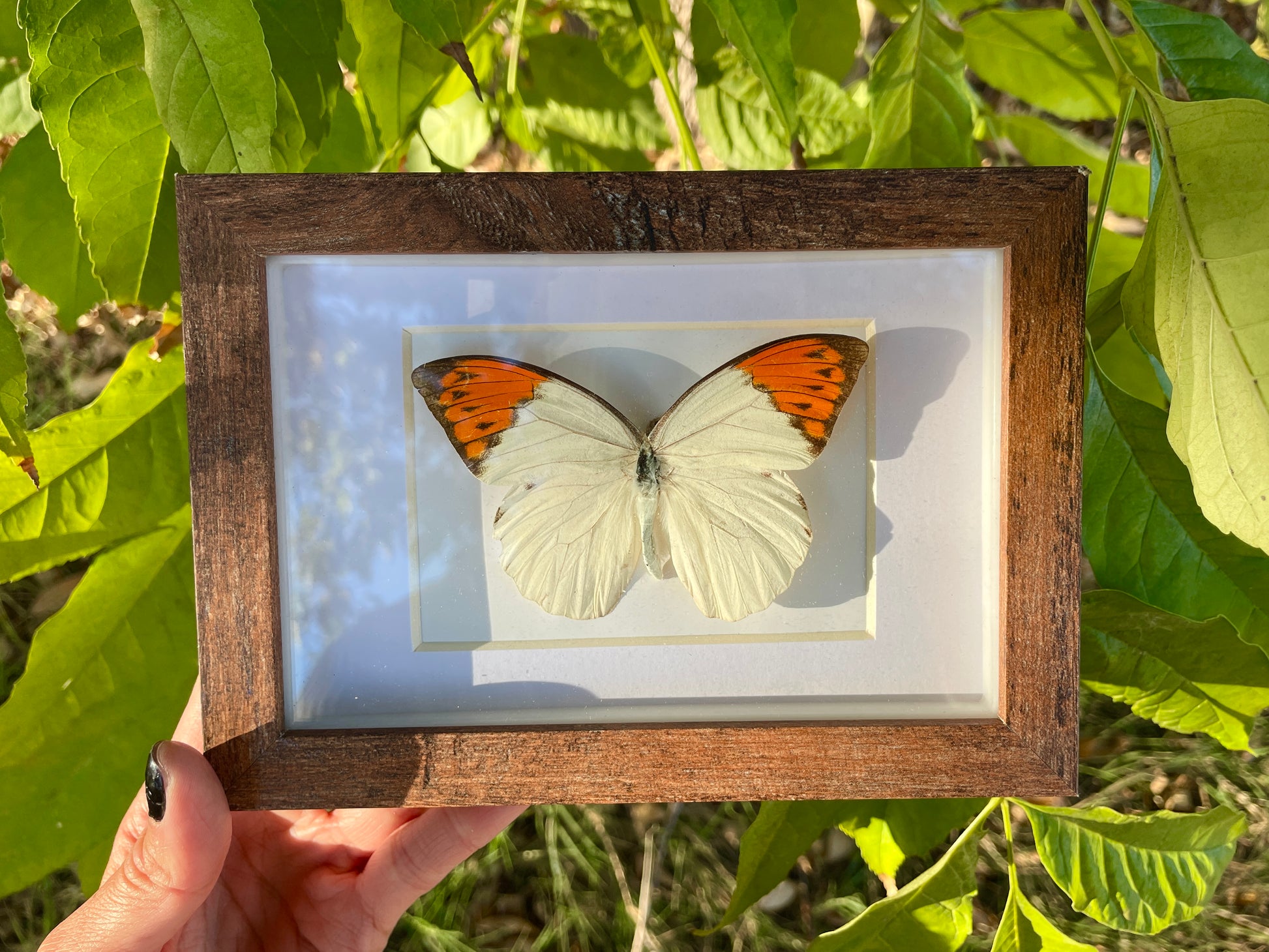 great orange tip butterfly shadow box