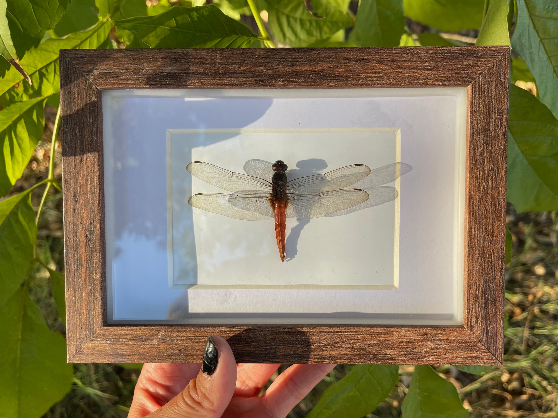 crimson tailed marsh hawk dragonfly shadow box