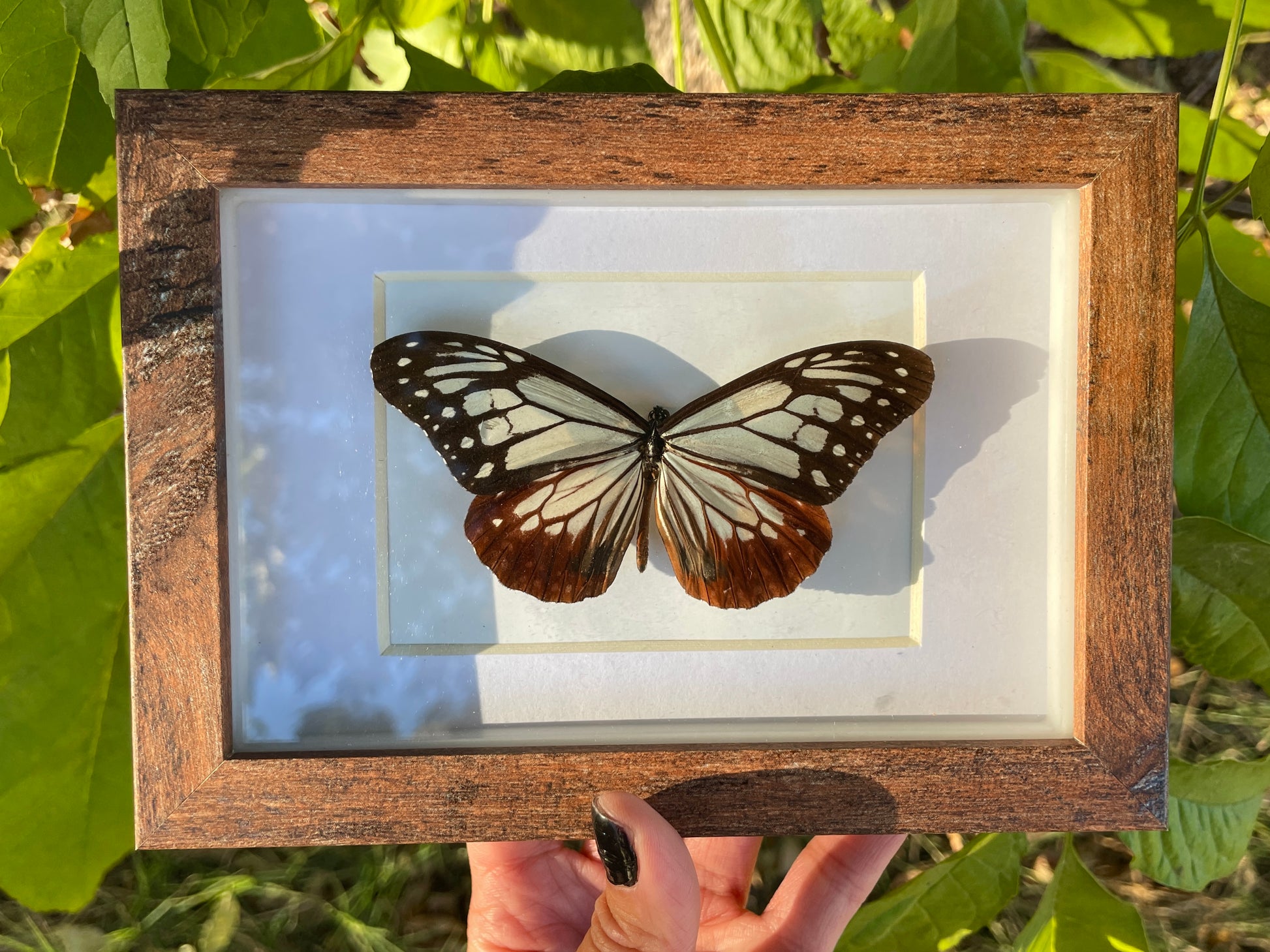 chestnut tiger shadow box