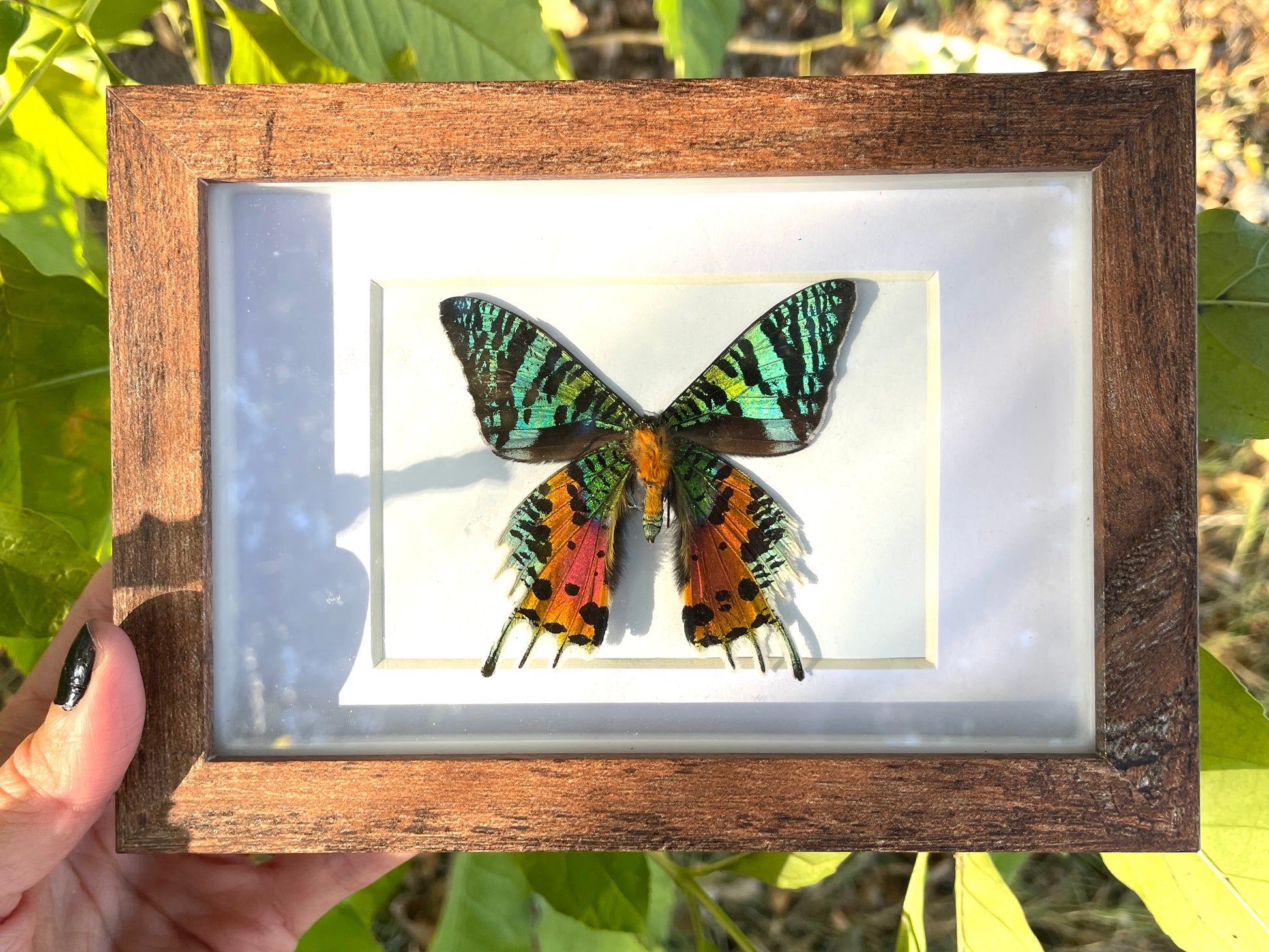 madagascar sunset moth shadow box