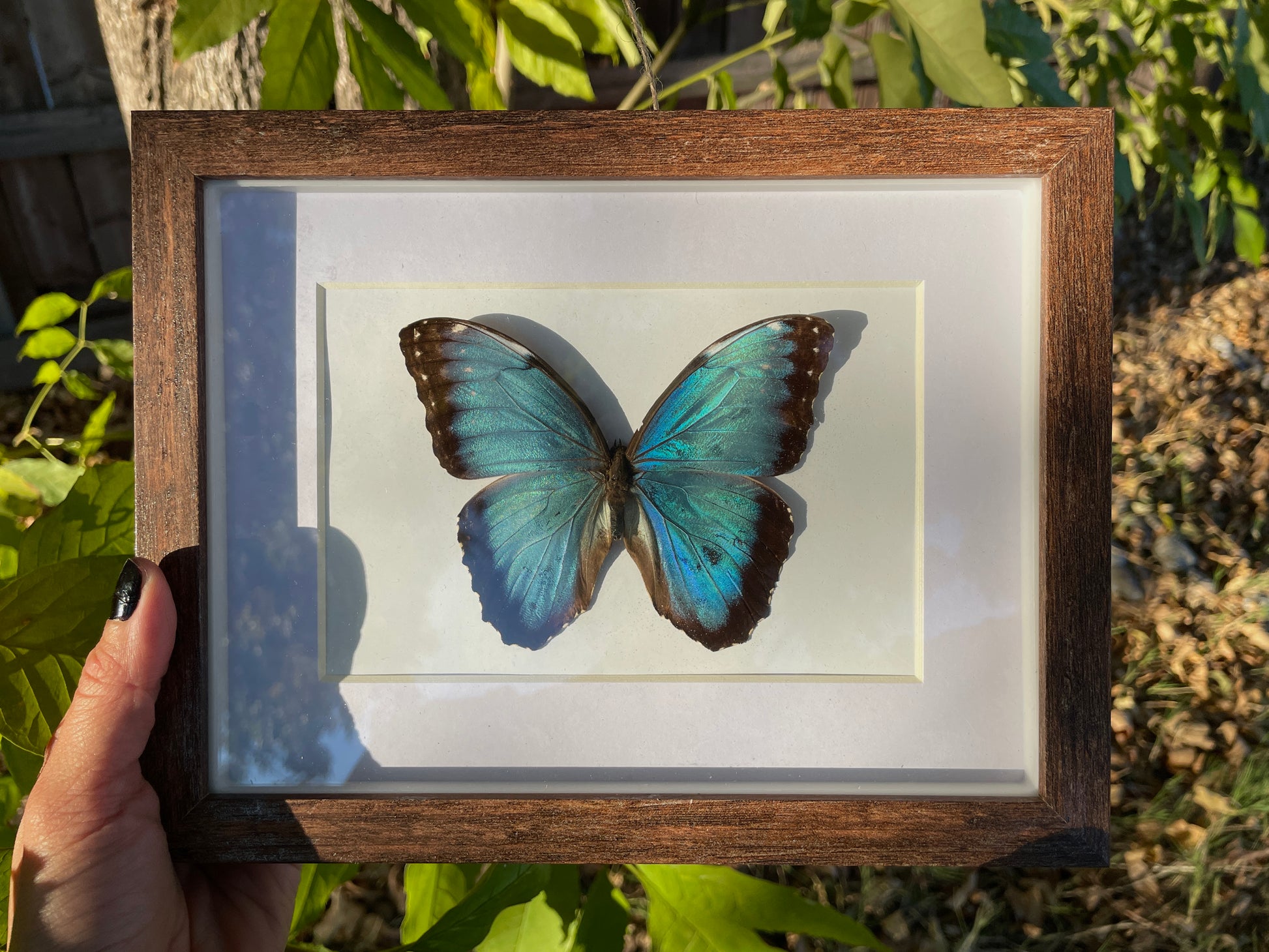 blue morpho shadow box