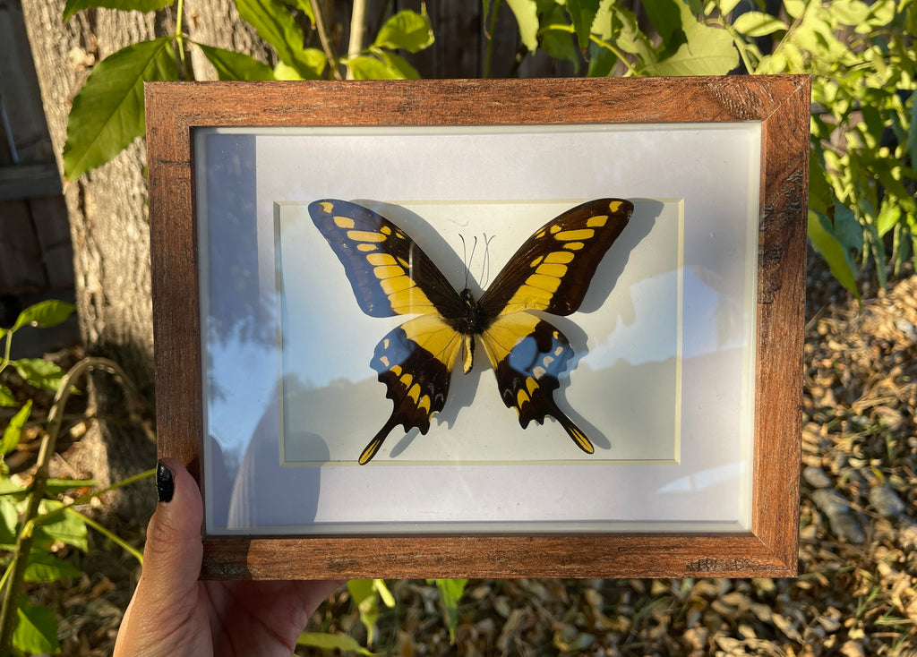king swallowtail shadow box