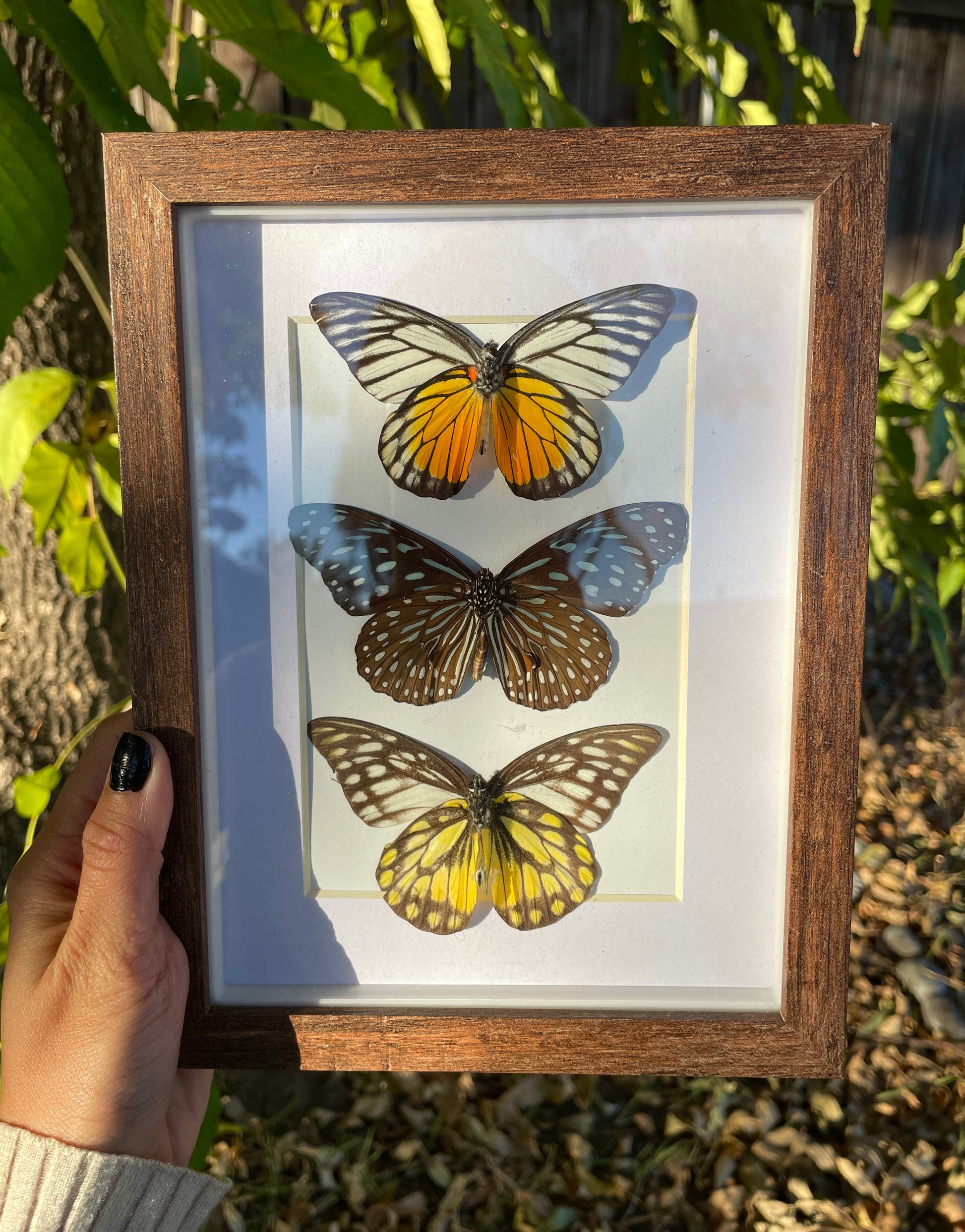 sawtooths & tiger shadow box