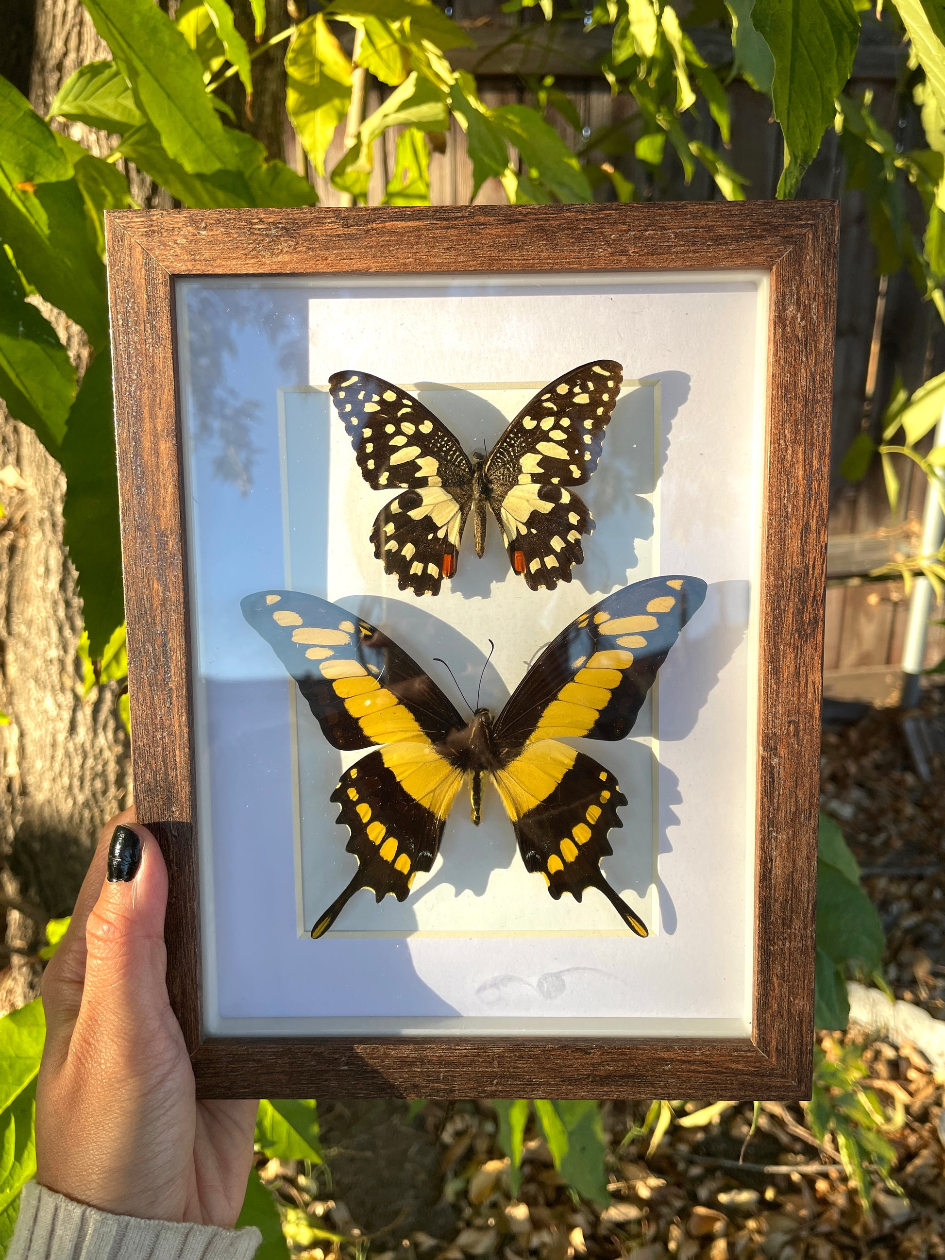 citrus swallowtail & king swallowtail shadow box