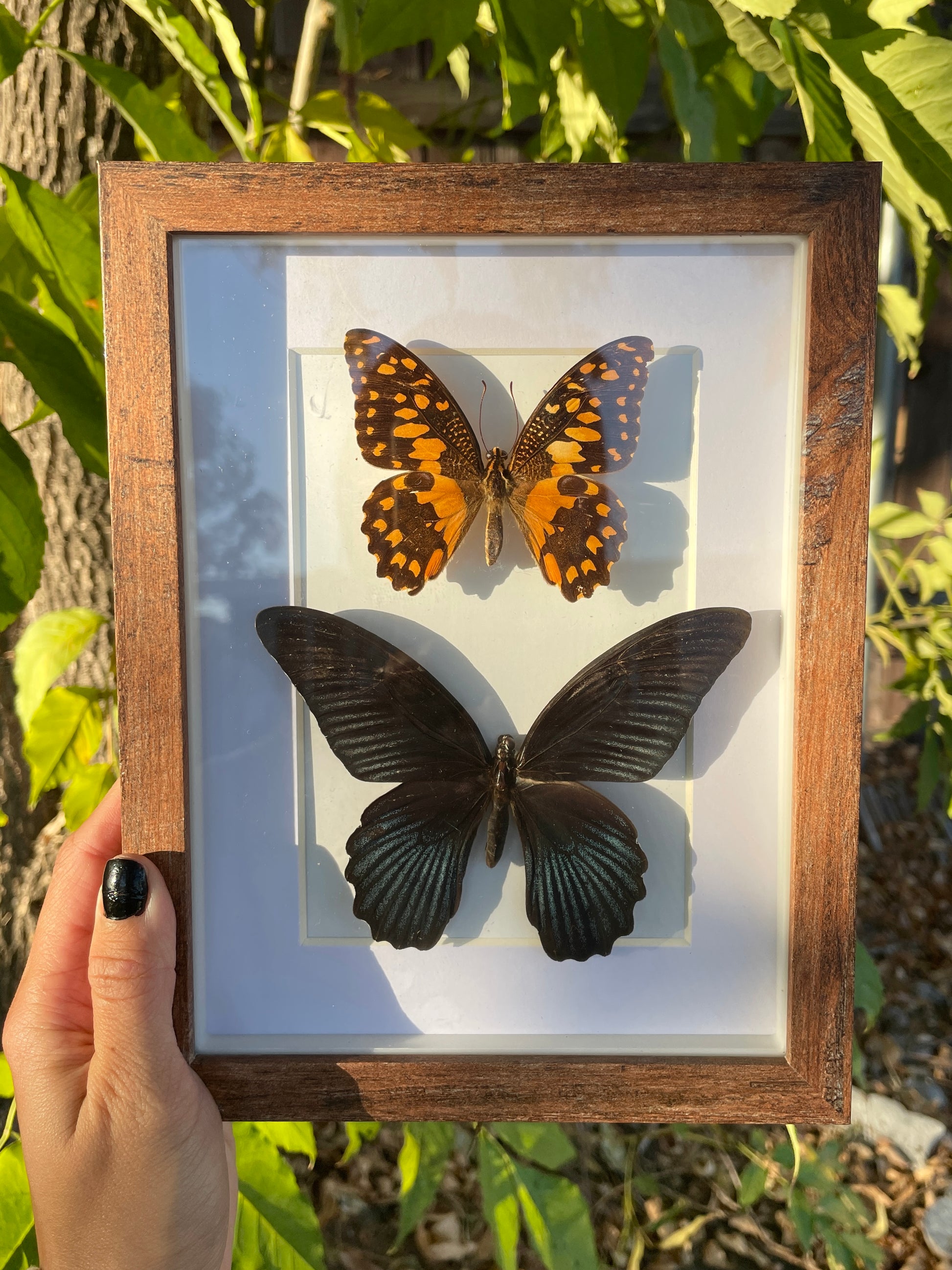 lime butterfly & the great mormon shadow box