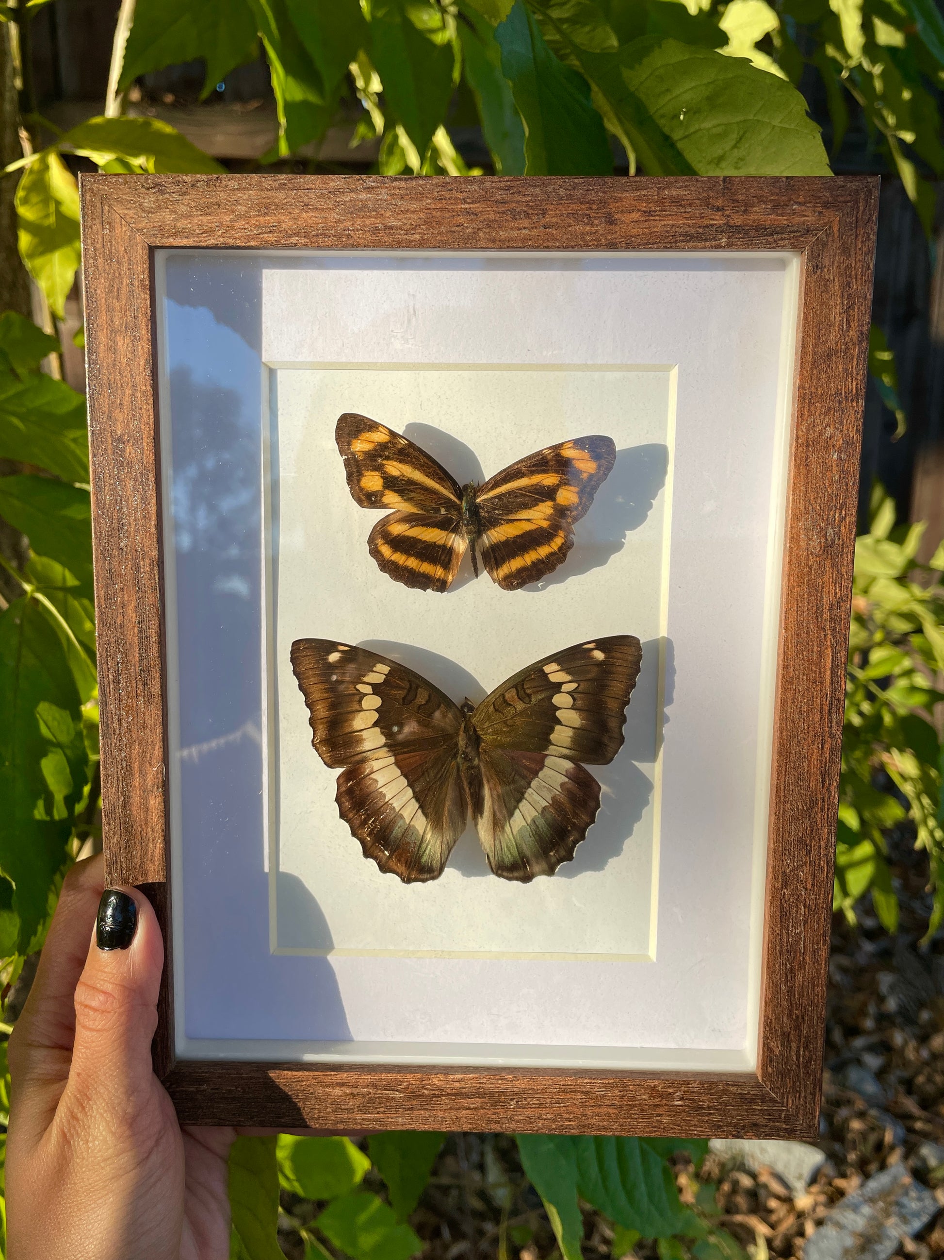 common lascar and blue duchess shadow box