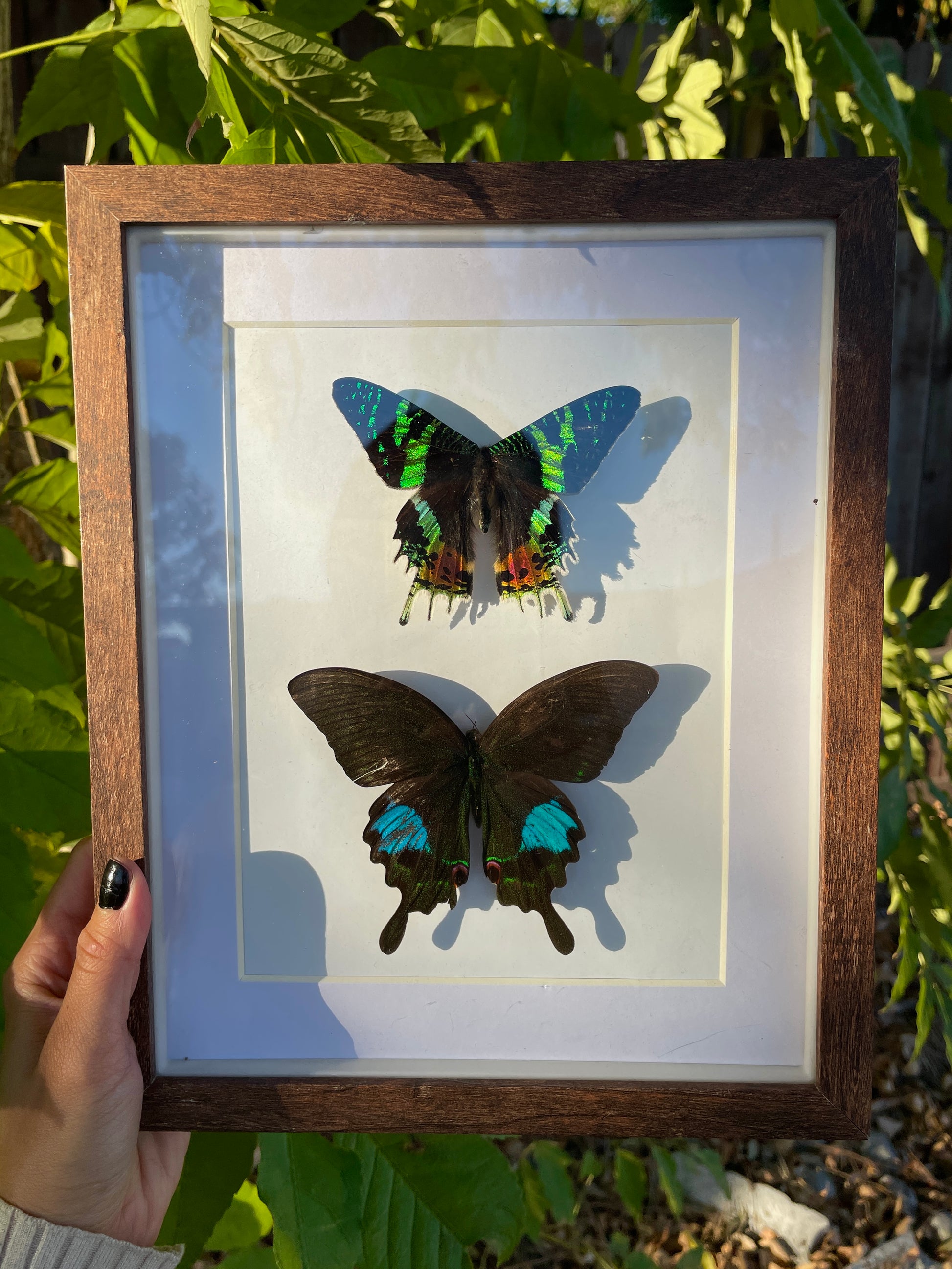madagascar sunset moth & paris peacock butterfly shadow box