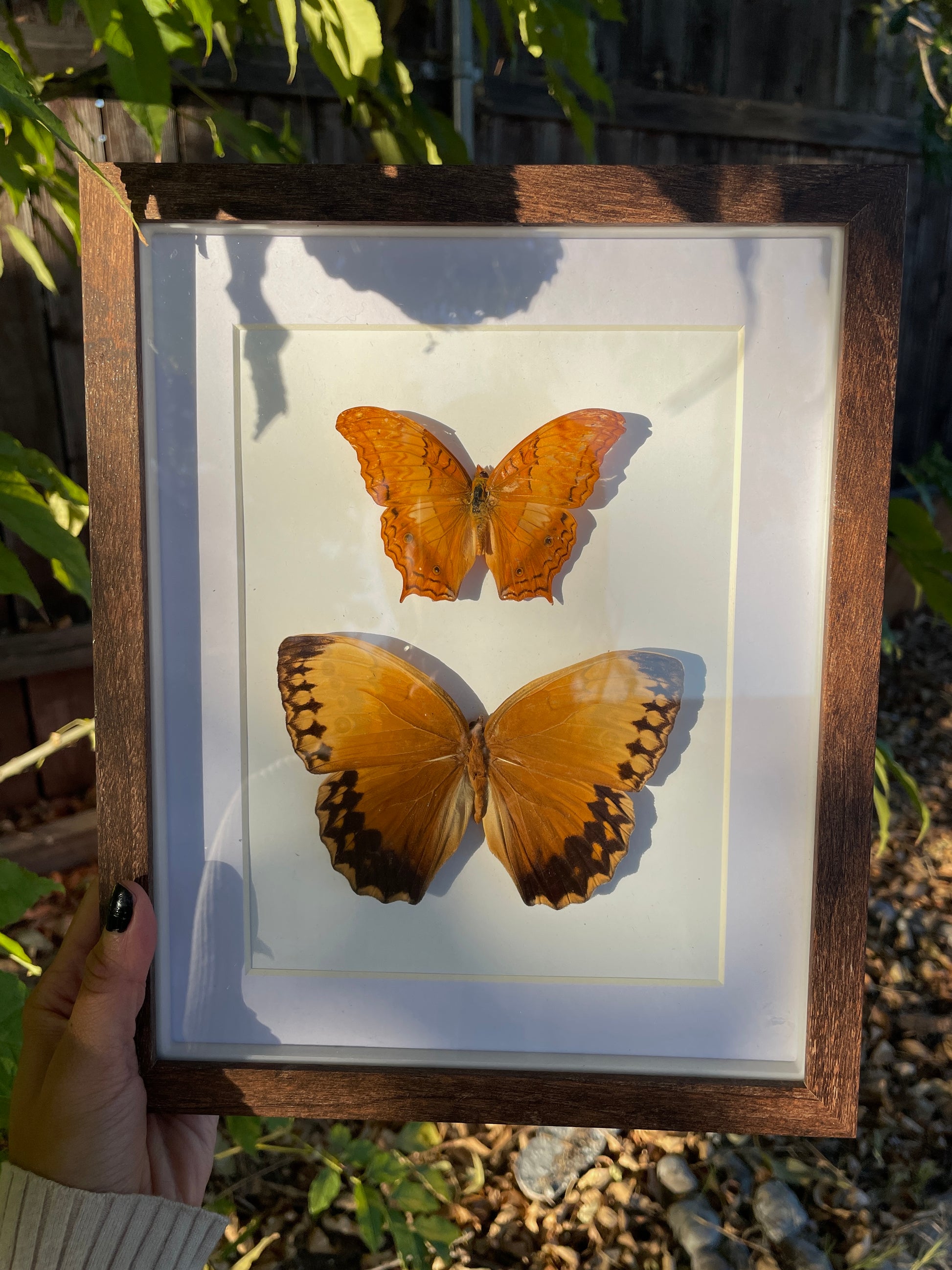 malay cruiser & jungle queen shadow box