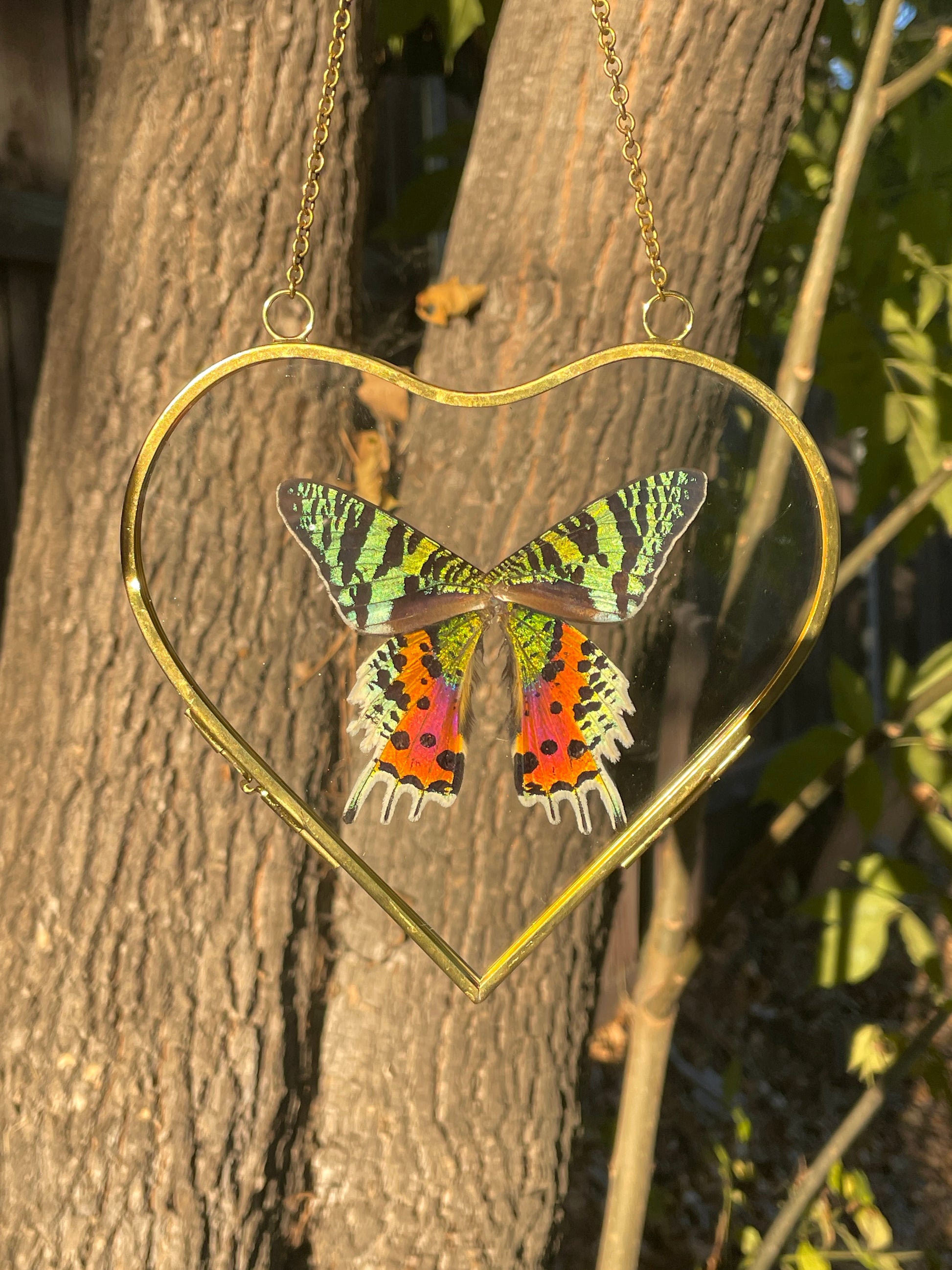 madagascar sunset moth golden brass heart frame