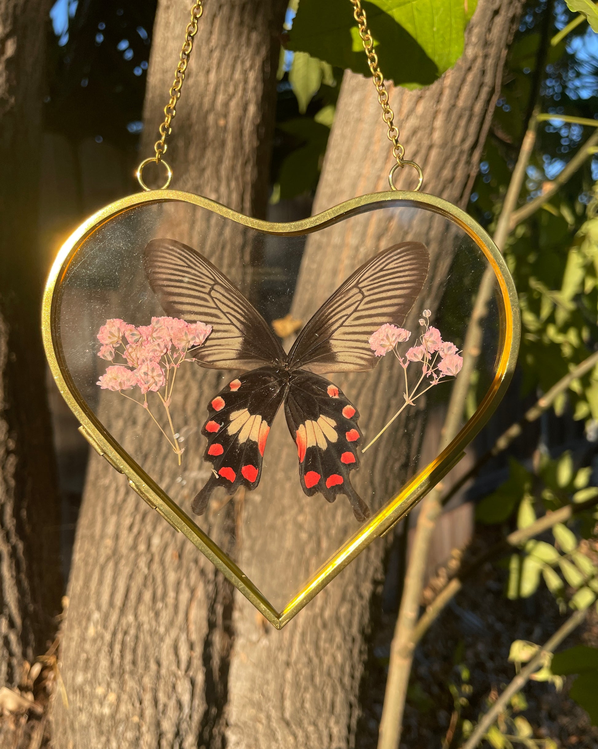 common rose butterfly golden brass heart frame