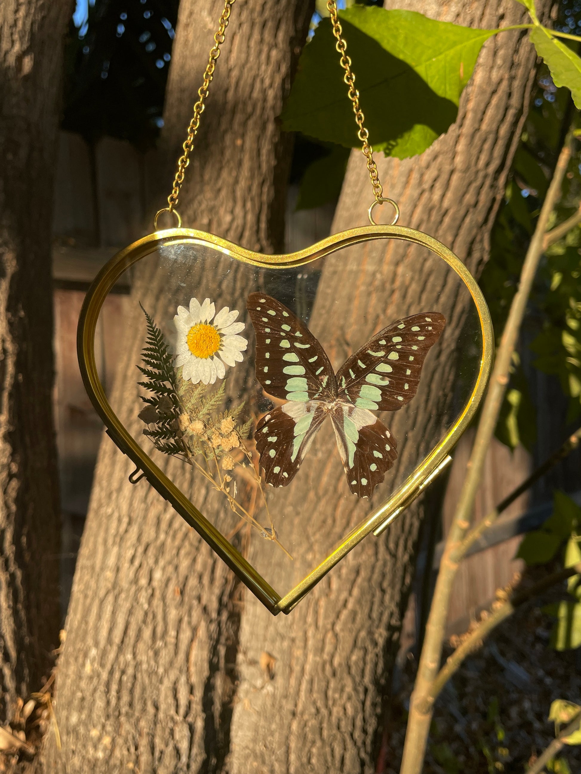 common jay golden brass heart frame