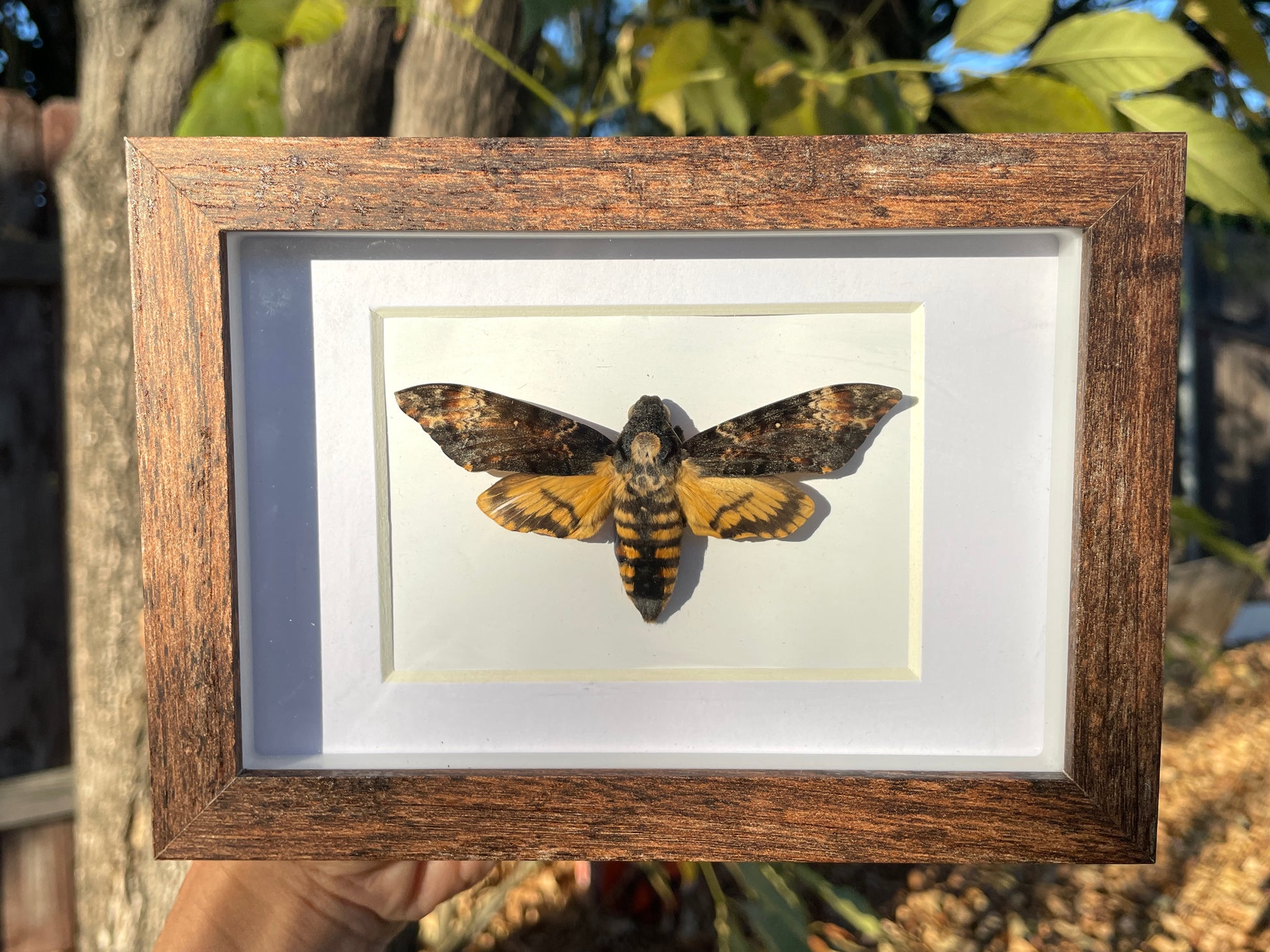 death's-head hawk moth shadow box
