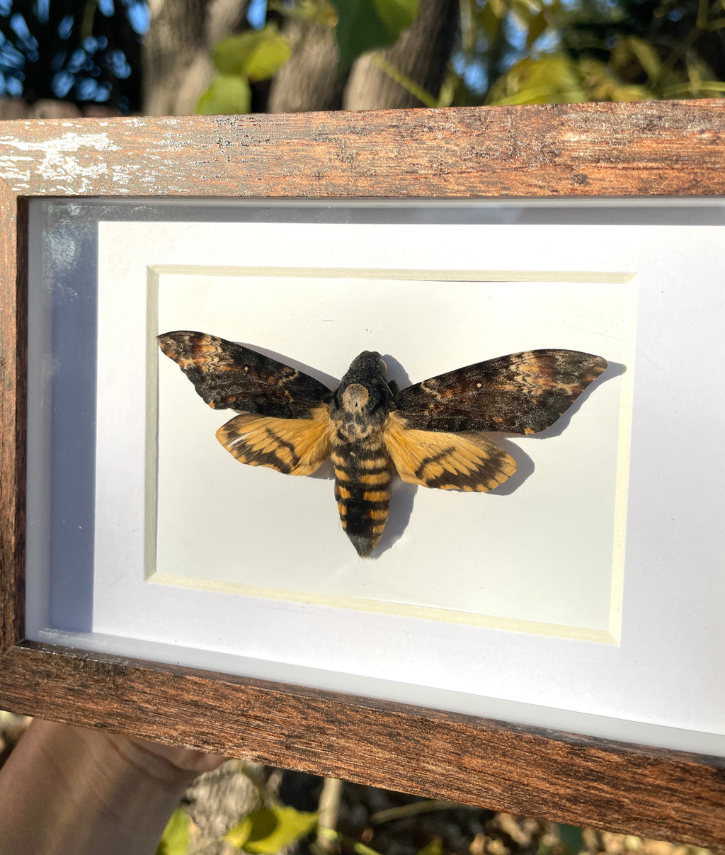death's-head hawk moth shadow box