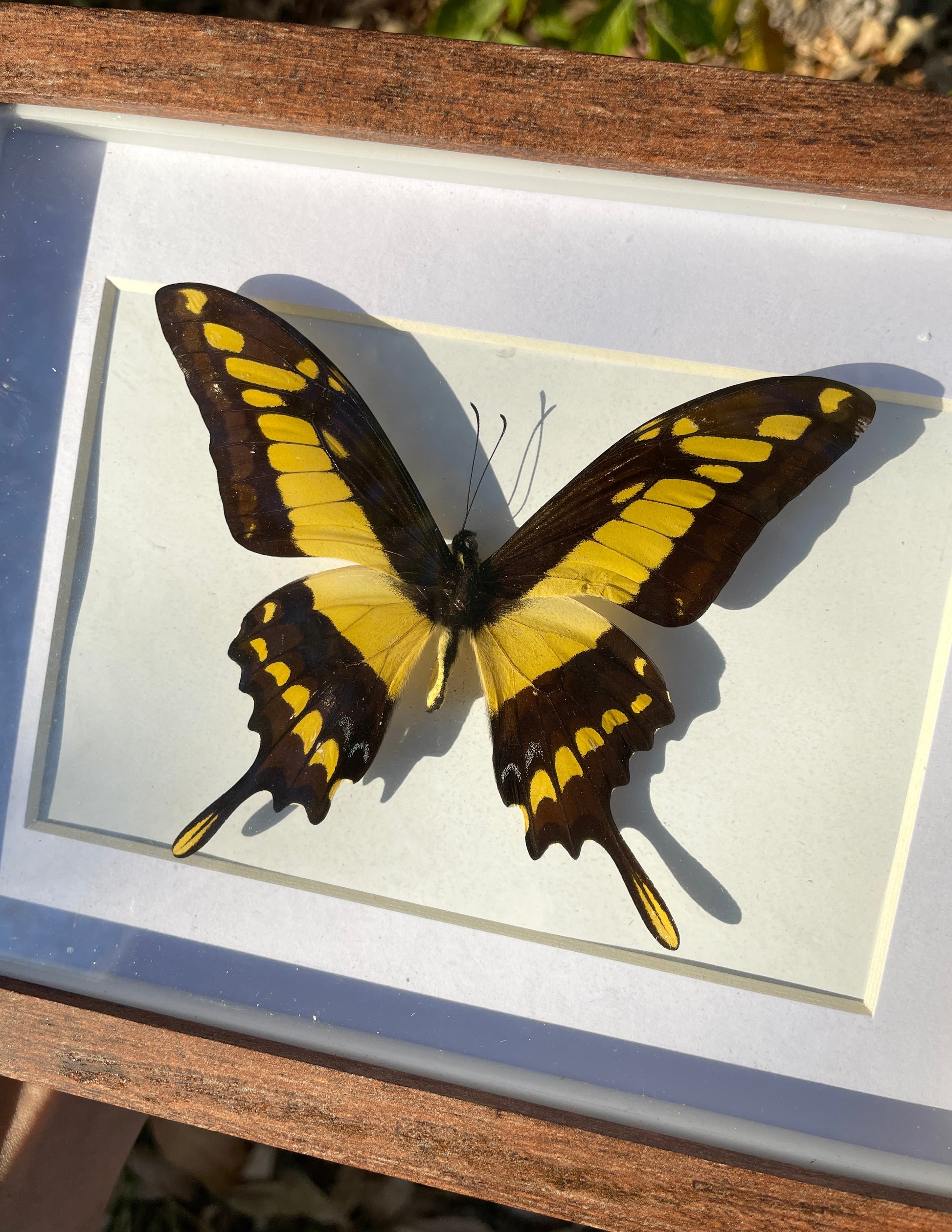king swallowtail shadow box