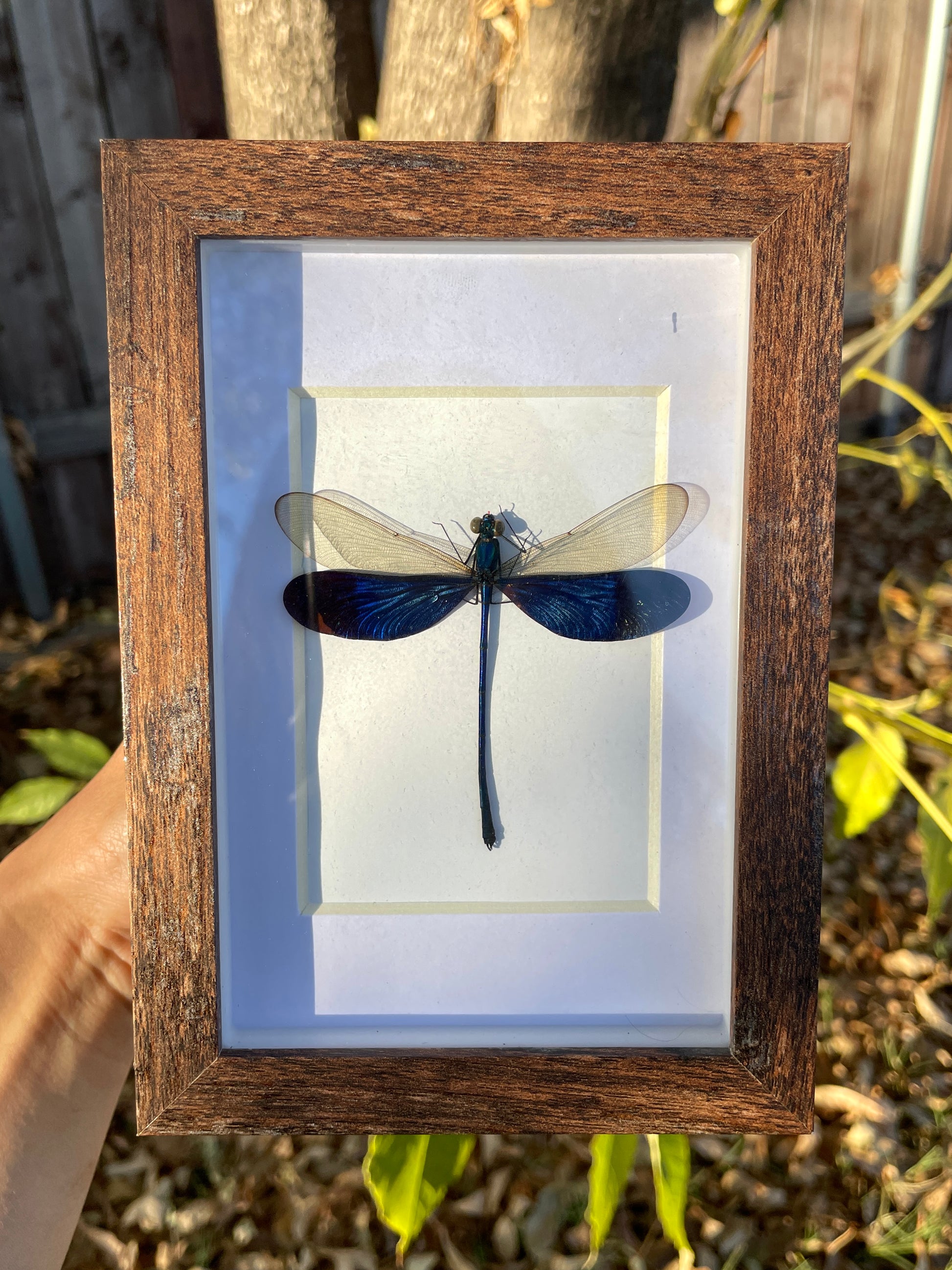 stream glory damselfly