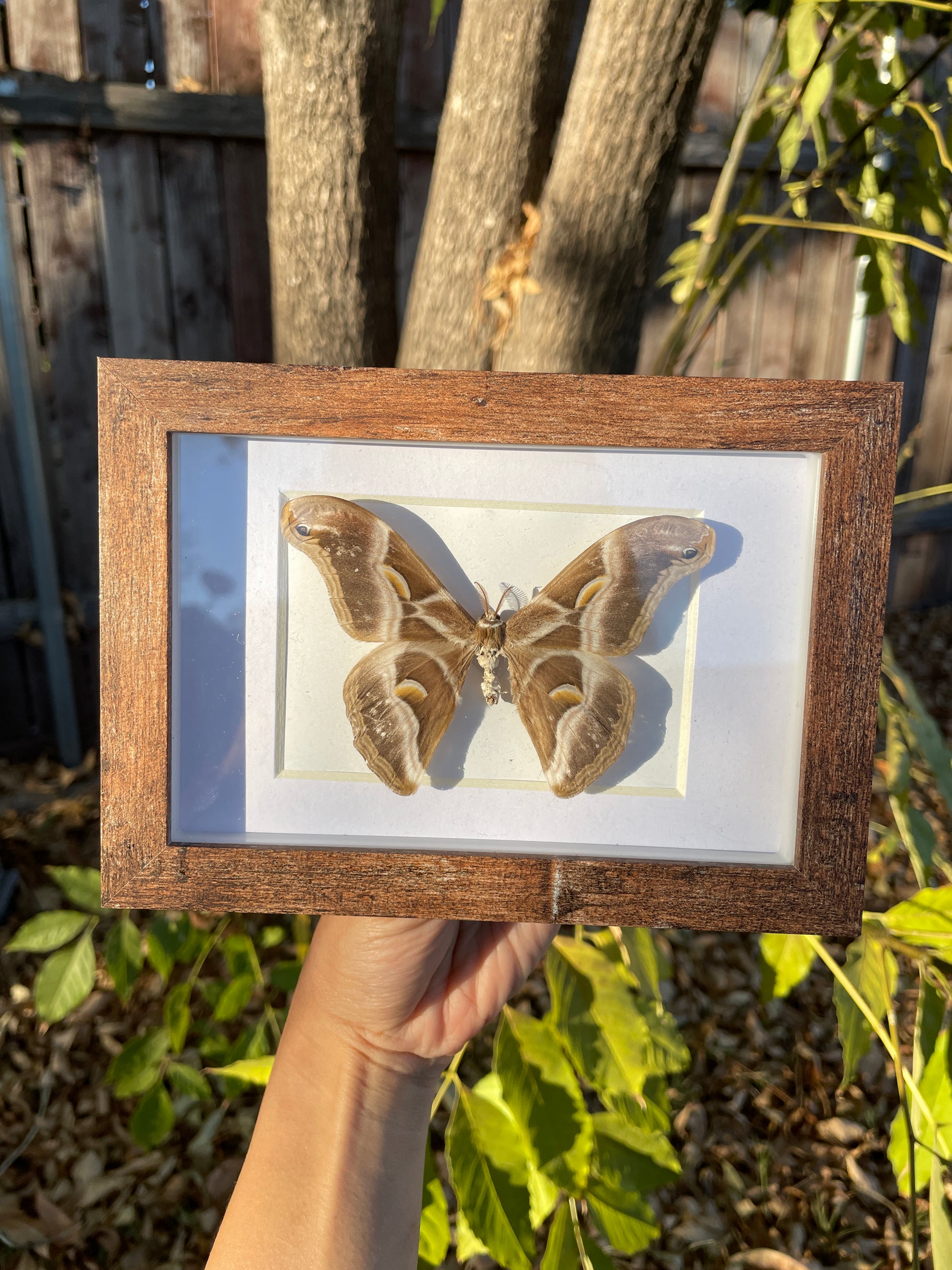 cynthia moth shadow box