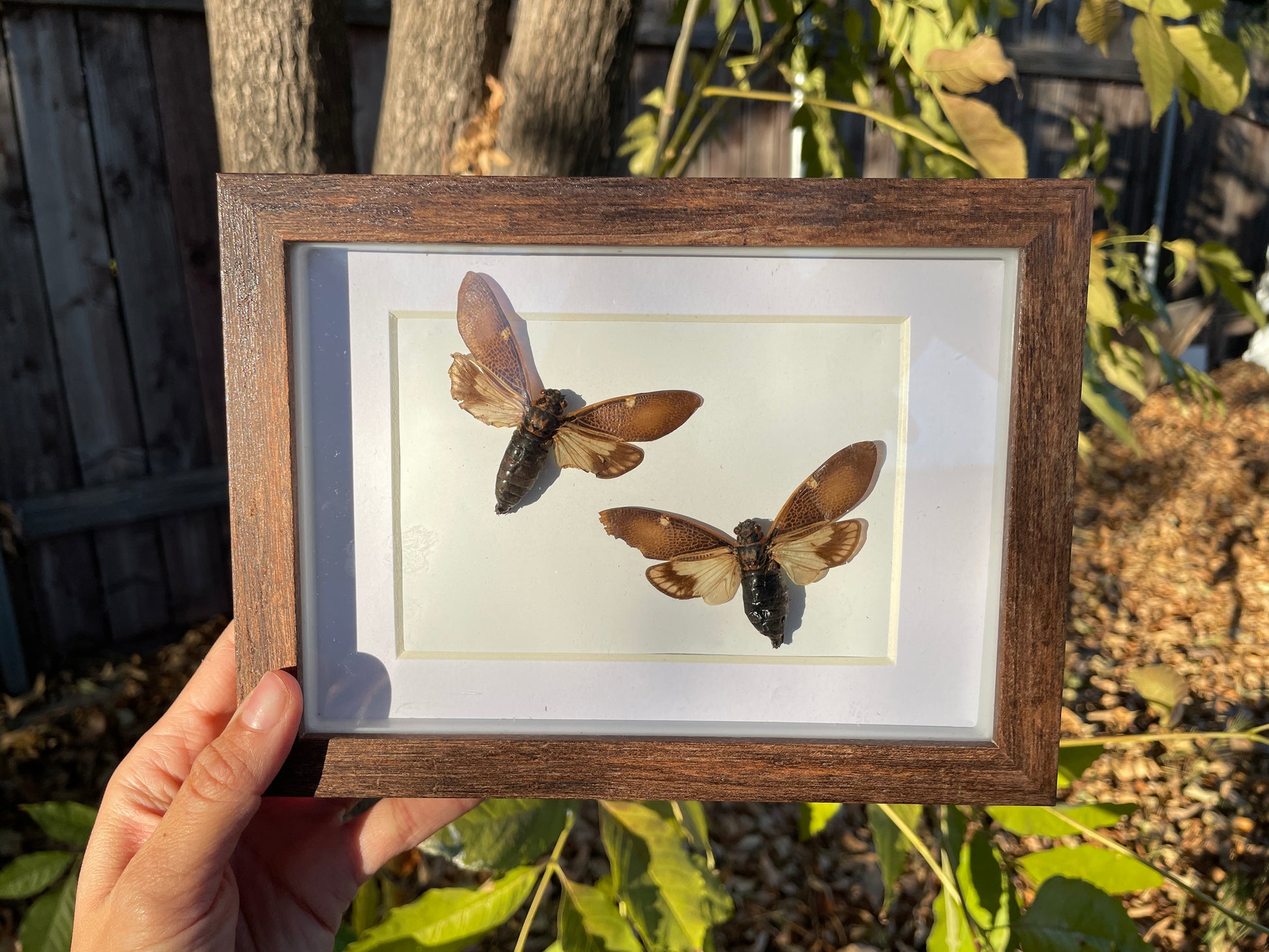 cicada shadow box