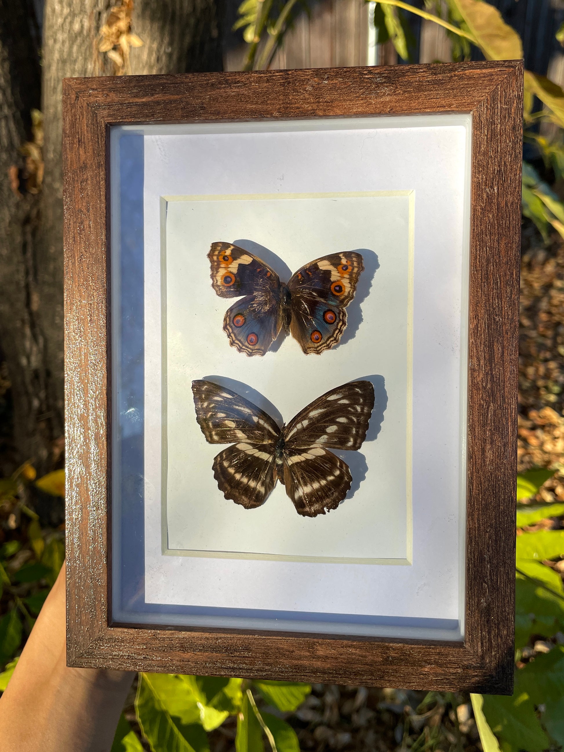 blue pansy & staff sergeant shadow box