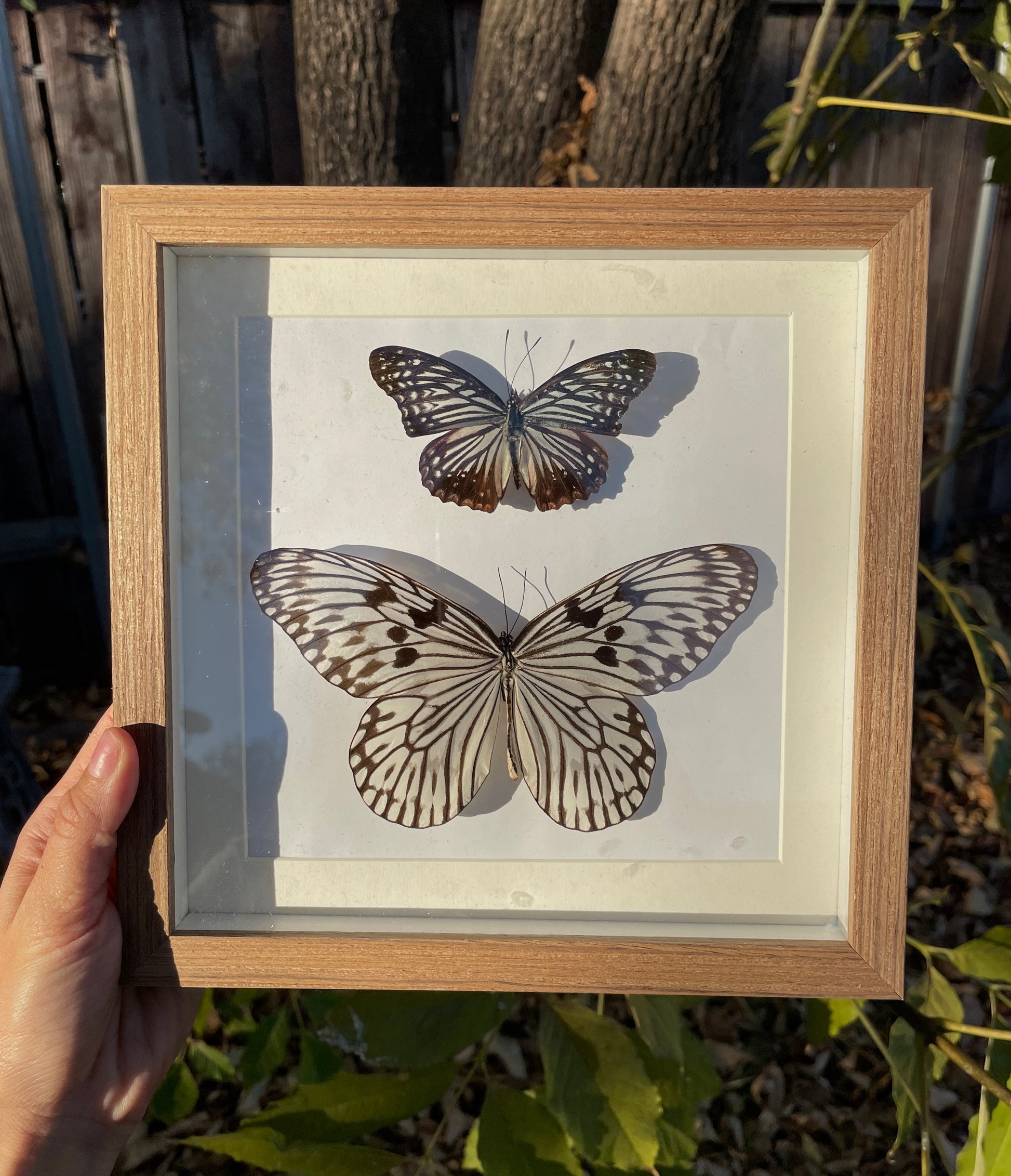 circe and paper kite butterfly shadow box