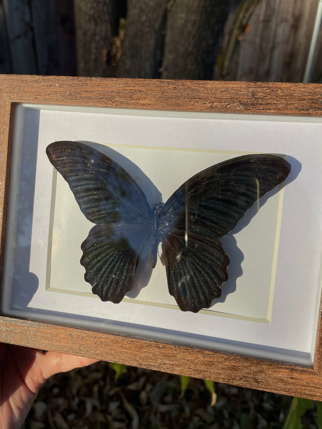 great mormon shadow box
