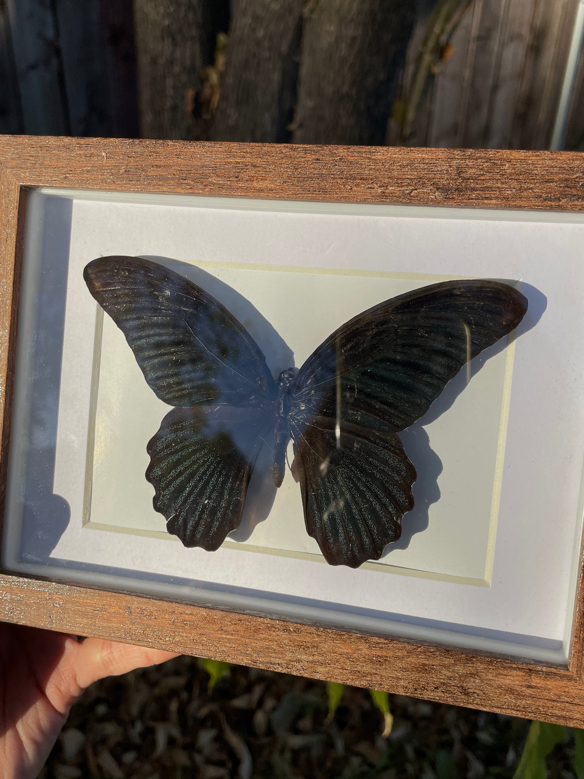 great mormon shadow box