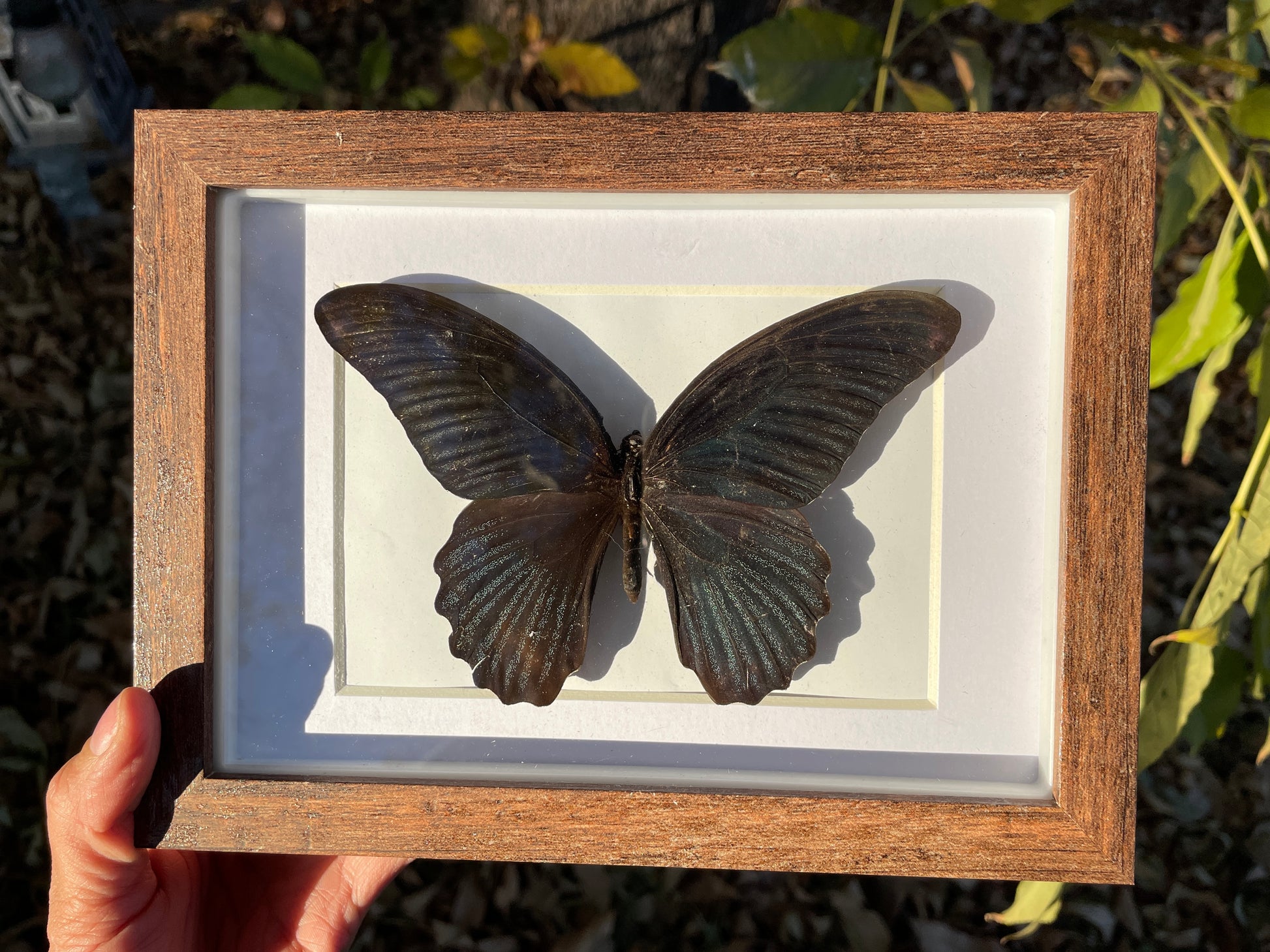 great mormon shadow box