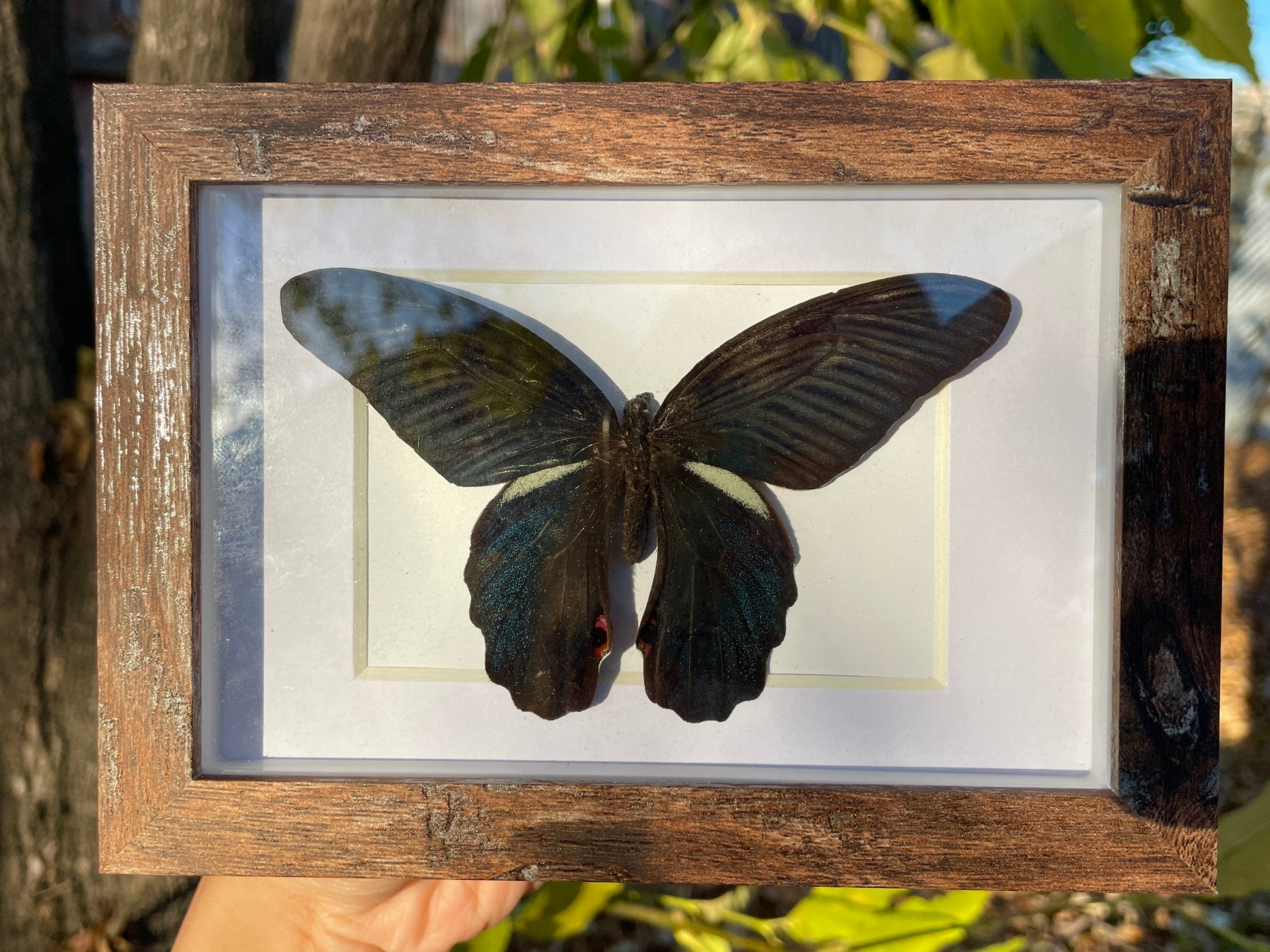 spangle butterfly shadow box