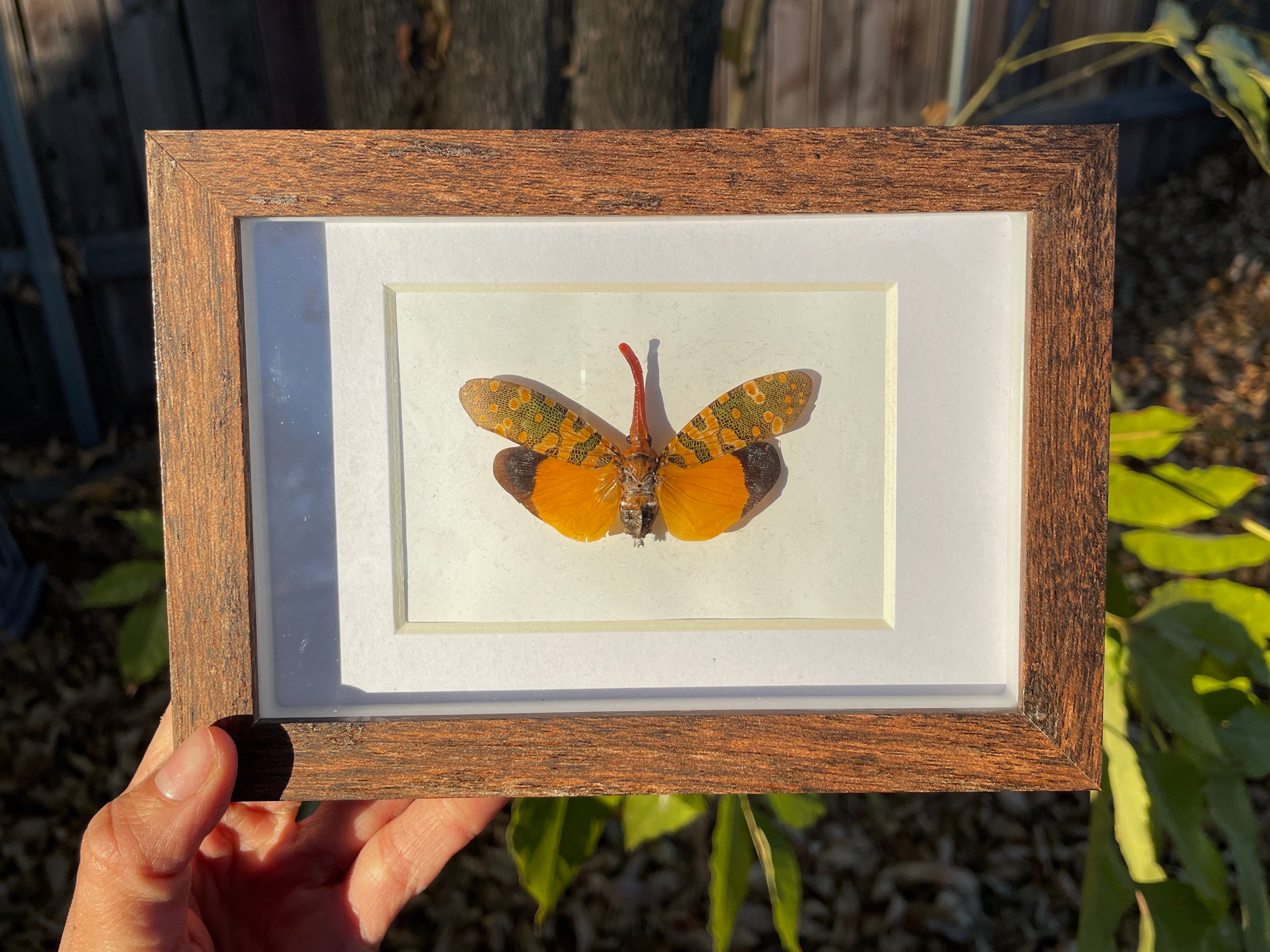 asian lanternfly shadow box frame – daturabloomco