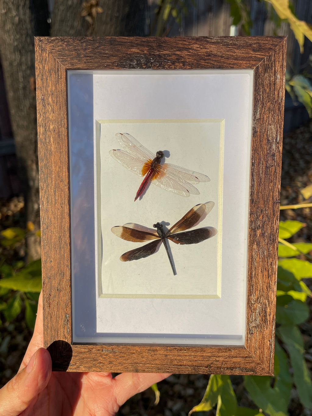 violet darter and mason's jewel shadow box
