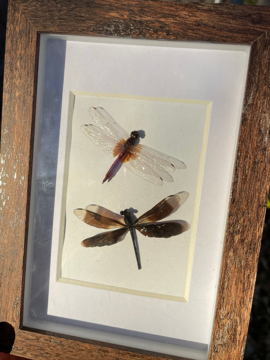 violet darter and mason's jewel shadow box