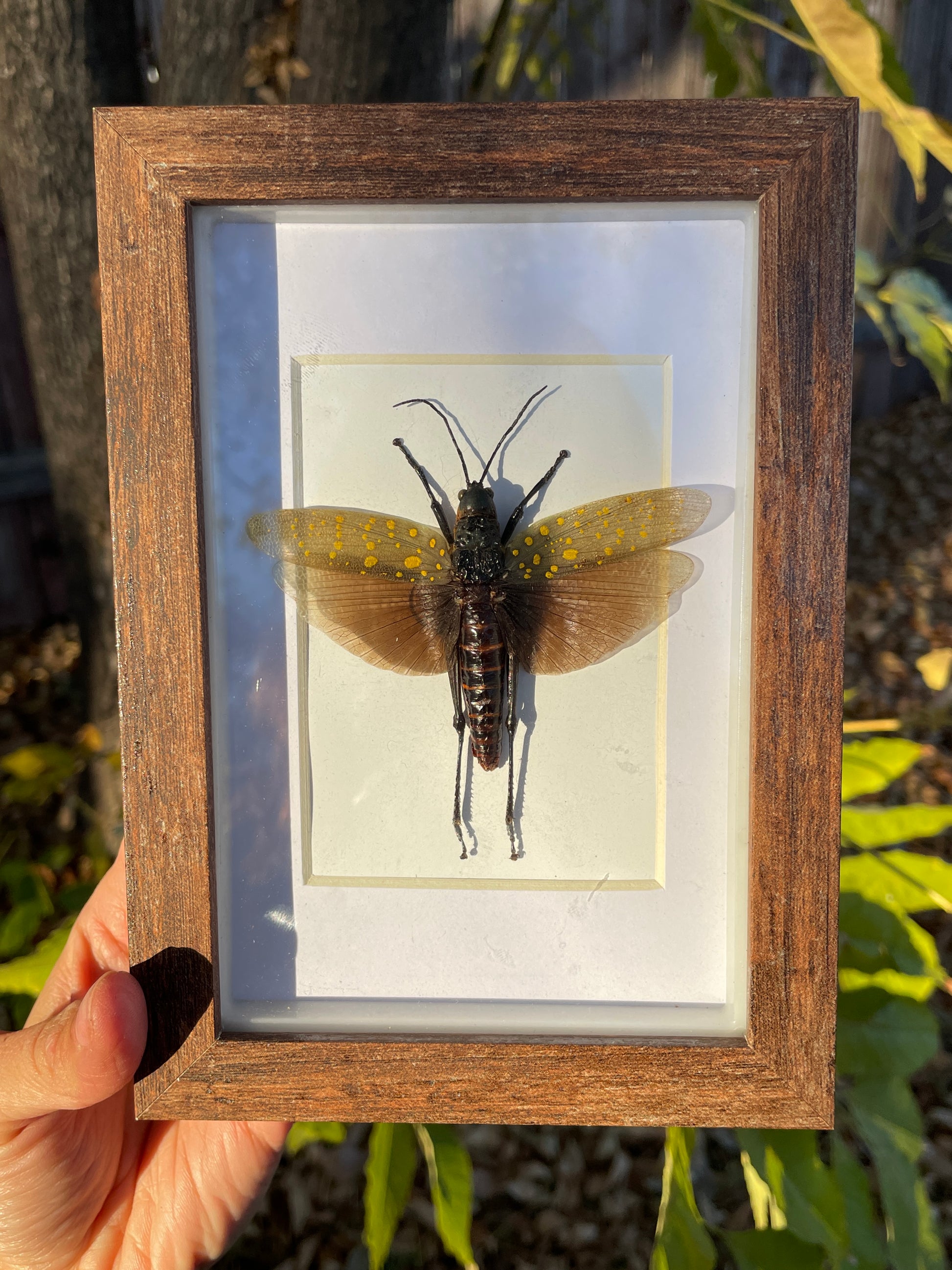 dotted-wing grasshopper shadow box
