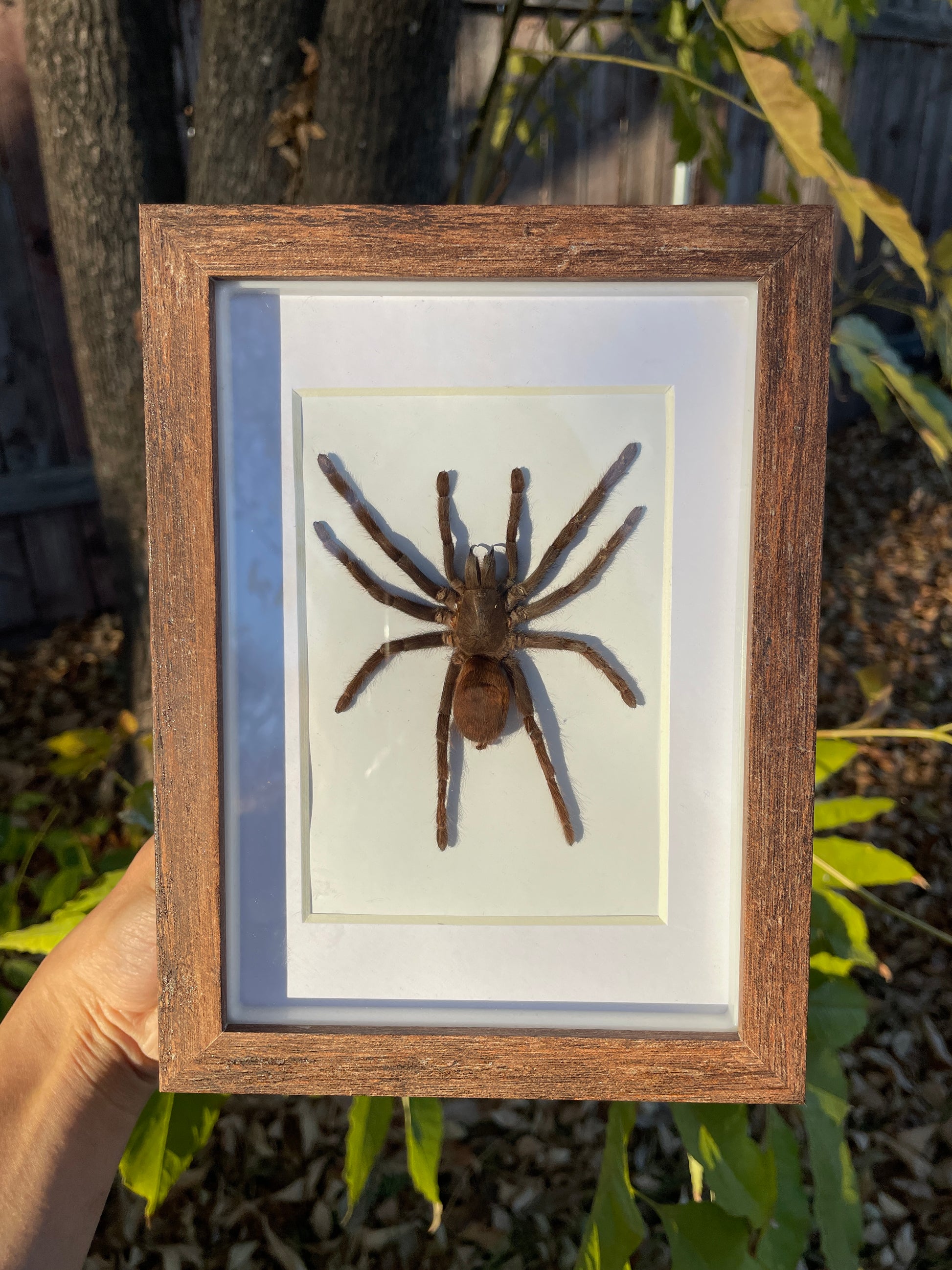 tarantula shadow box