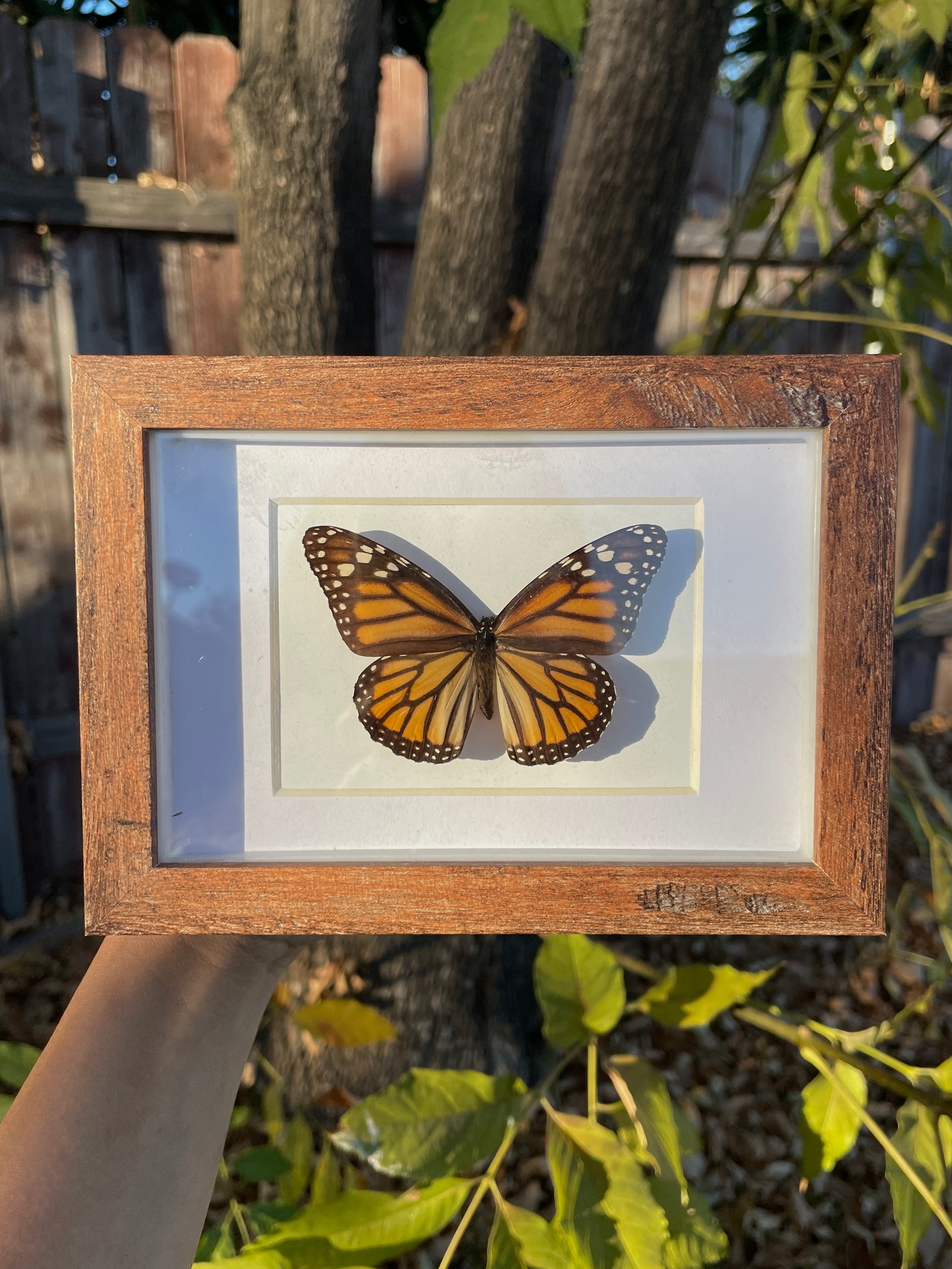 monarch butterfly shadow box frame