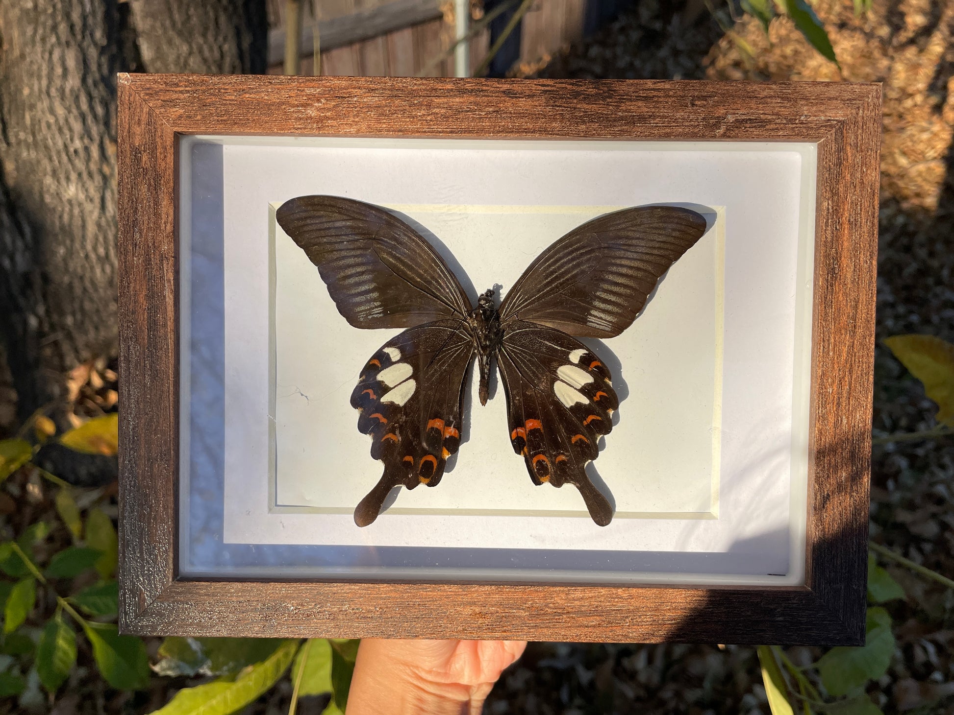 yellow helen shadow box