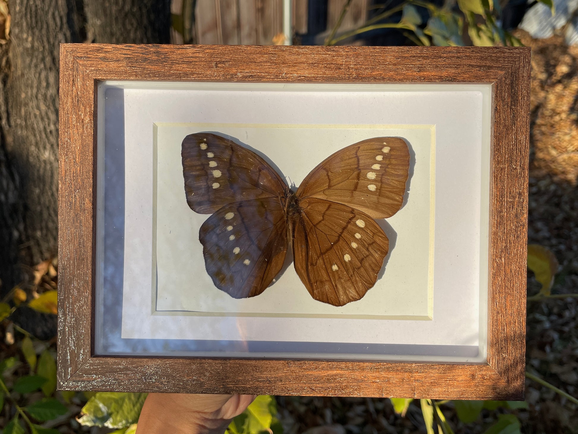 mountain faun butterfly shadow box
