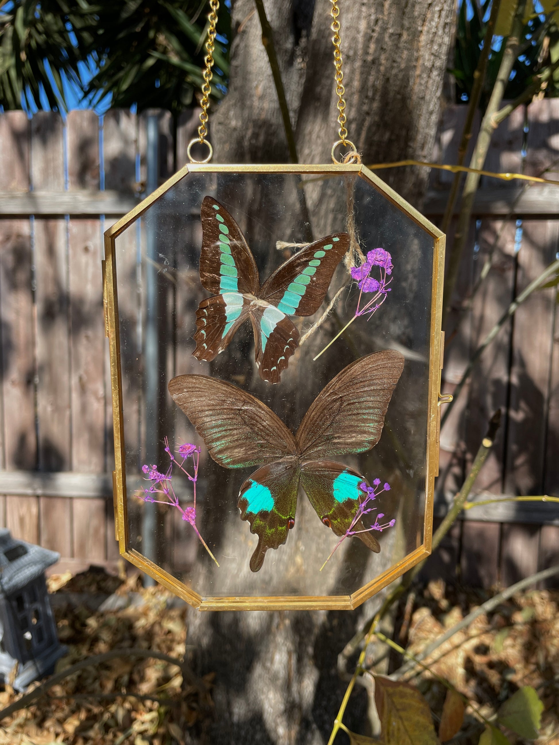 common bluebottle & paris peacock octagon golden brass frame