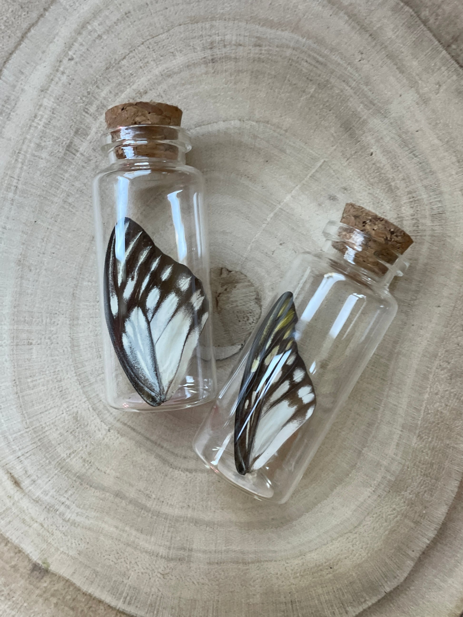 prioneris wing jar