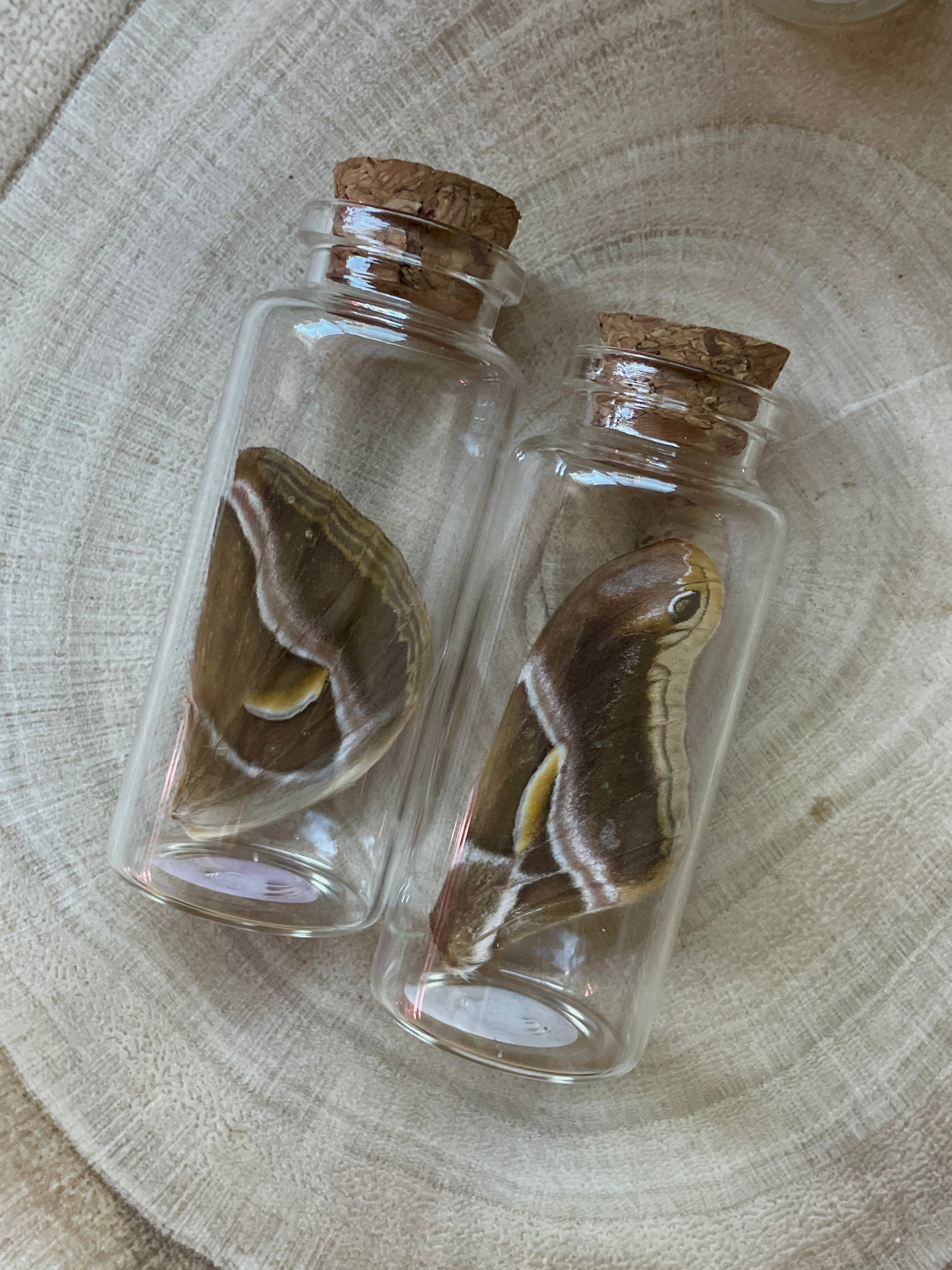 ailanthus silk moth wing jar