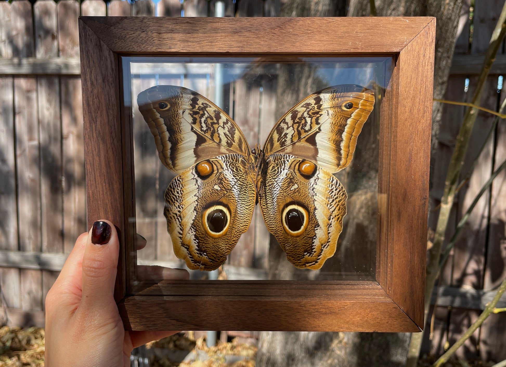 owl butterfly double glass frame