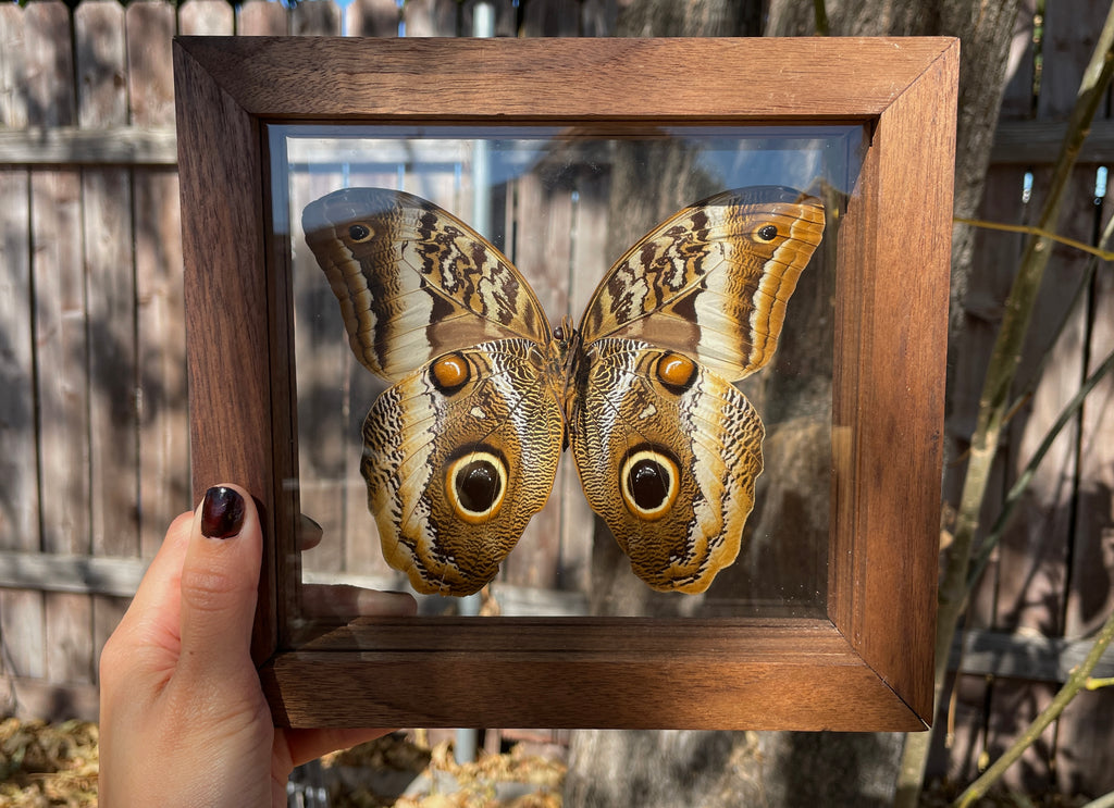 owl butterfly double glass frame