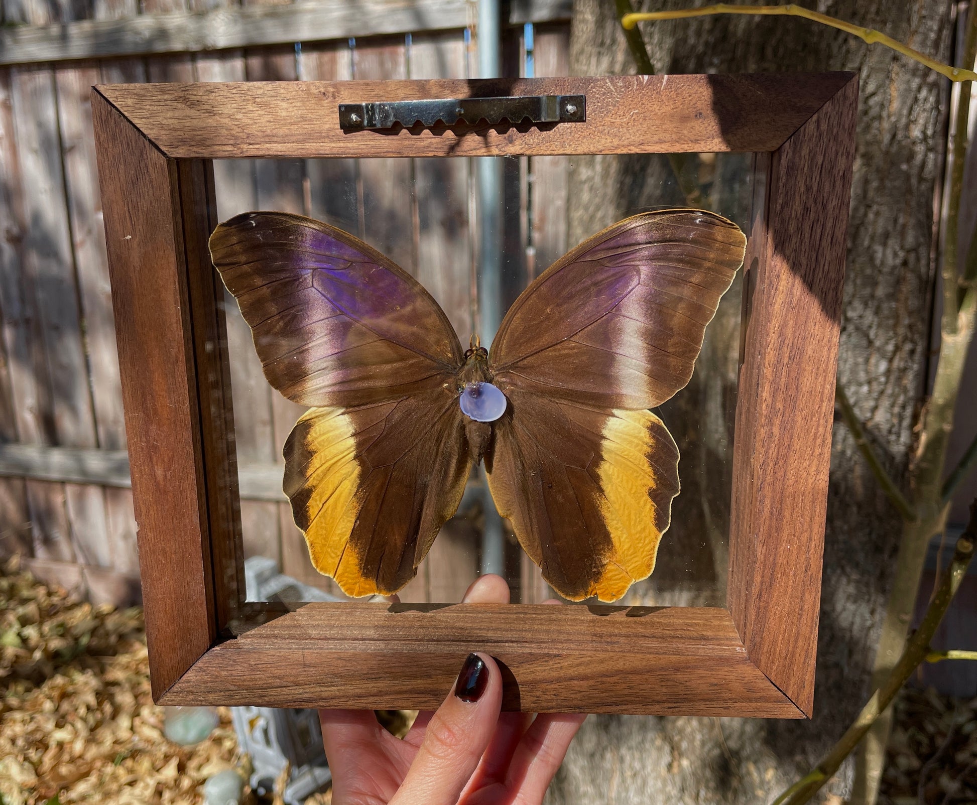 owl butterfly double glass frame