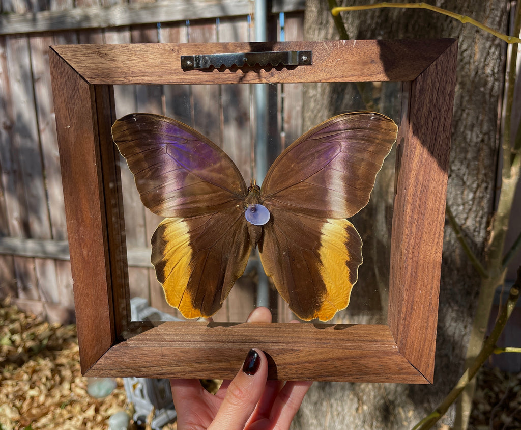 owl butterfly double glass frame