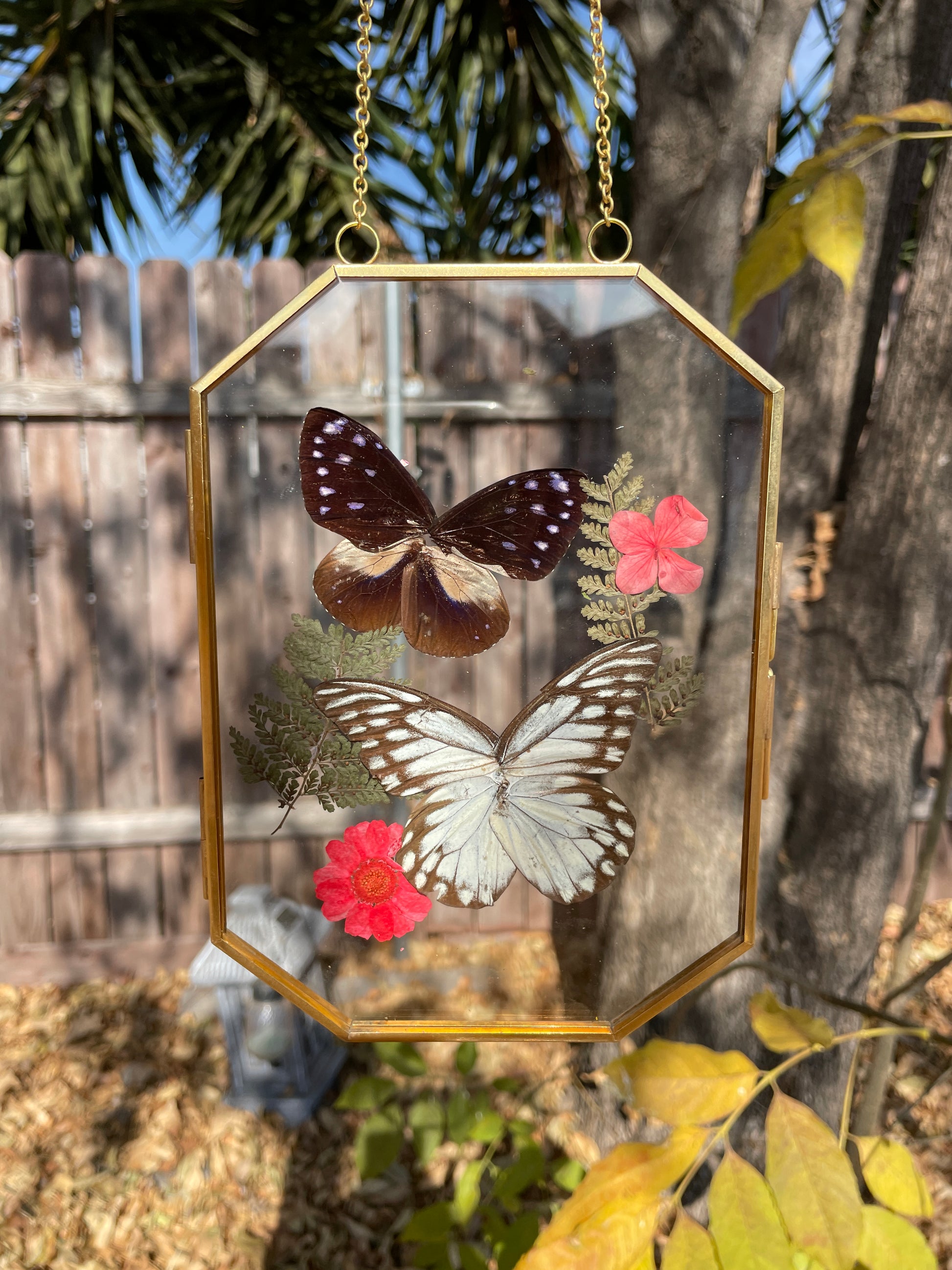 blue crow and common gull octagon golden brass frame