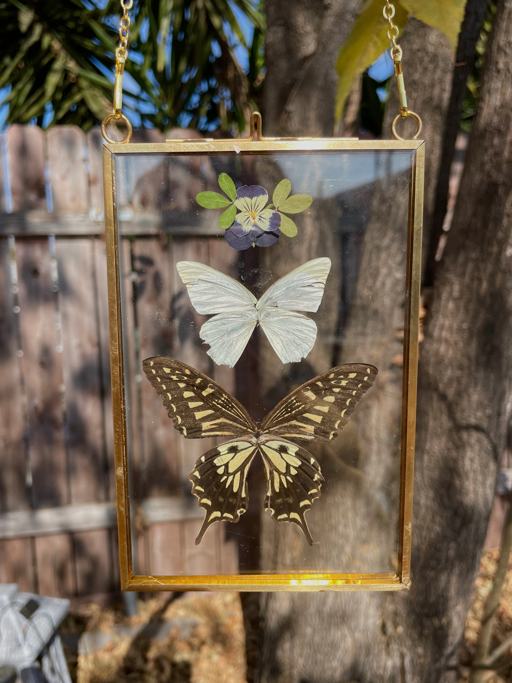 florida white and asian swallowtail golden brass frame