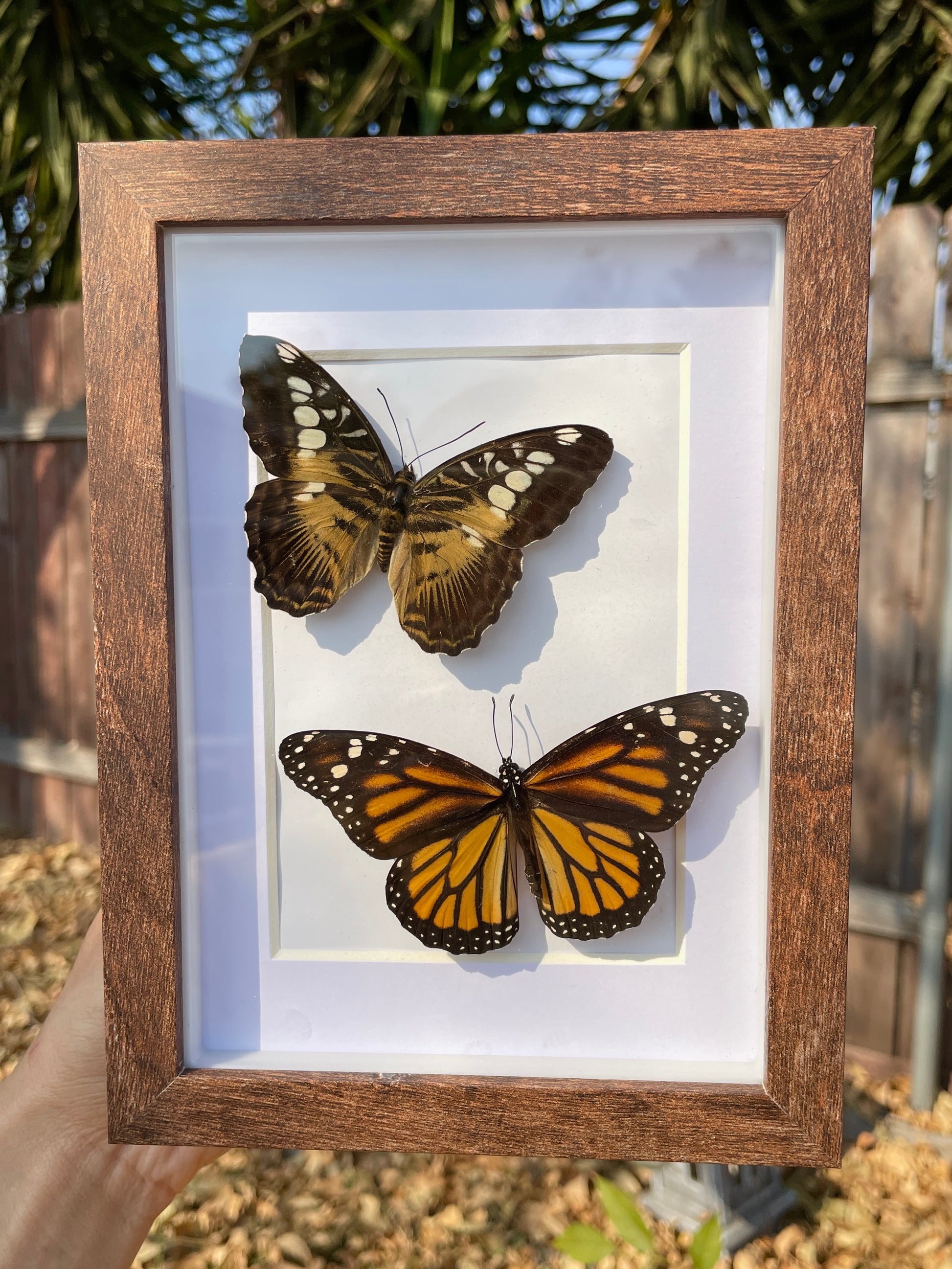 monarch and clipper butterfly shadow box