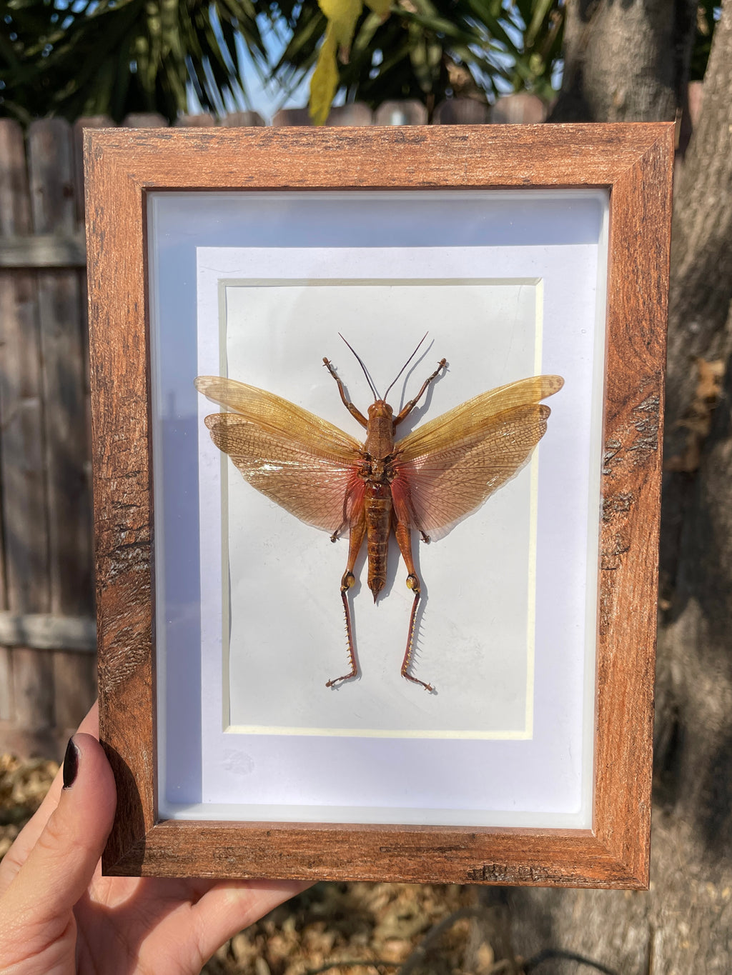 valanga nigricornis grasshopper shadow box