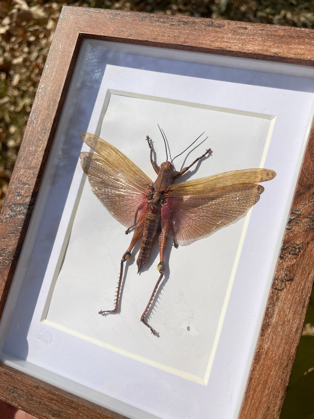 valanga nigricornis grasshopper shadow box