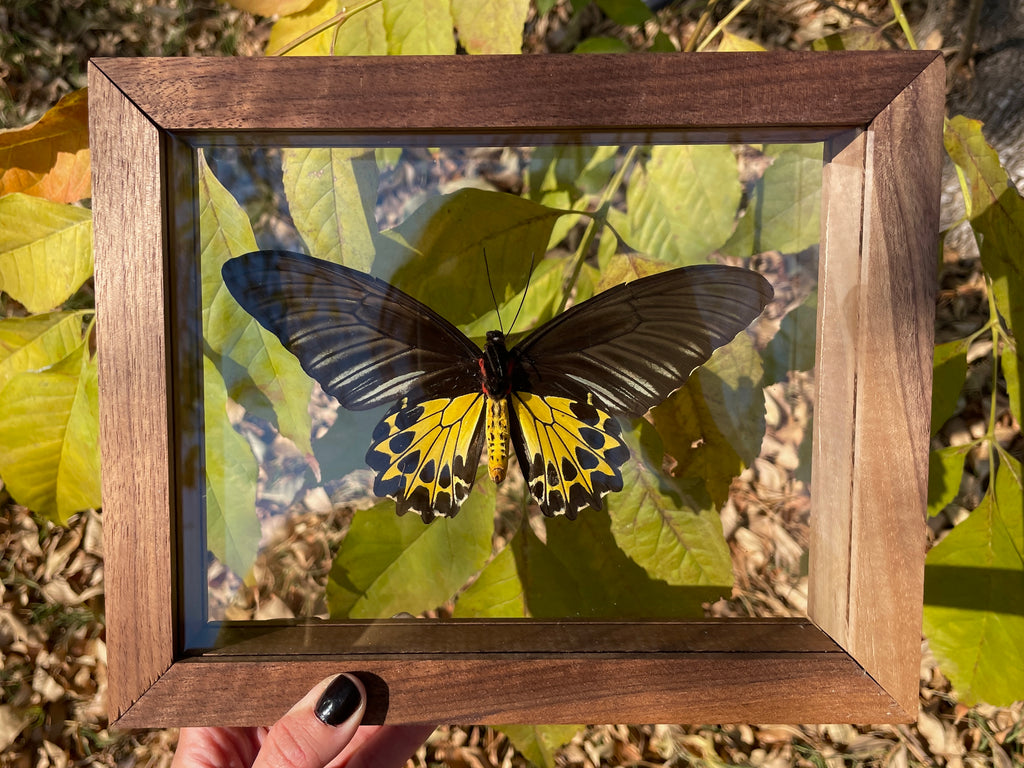 common birdwing double glass frame