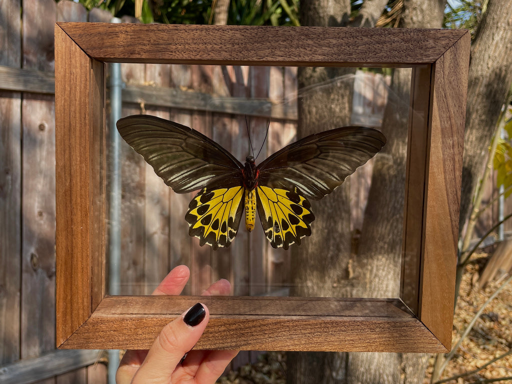 common birdwing double glass frame