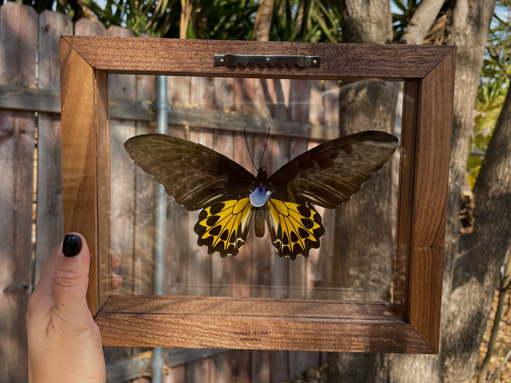 common birdwing double glass frame